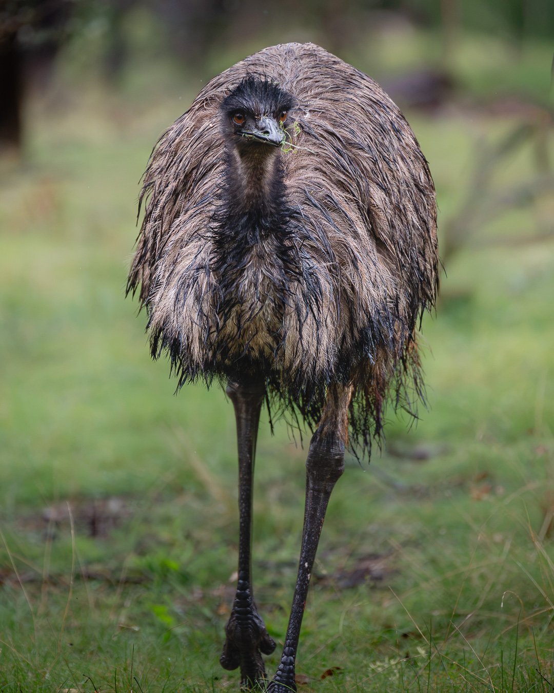 @monica_takesphotos_emu-2.jpg
