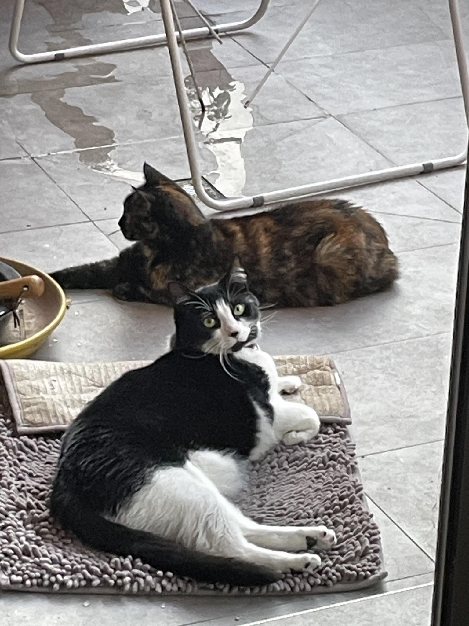 Two cats relaxing on a tiled floor, one black and white, the other tortoiseshell, with towels and a drying rack in view.