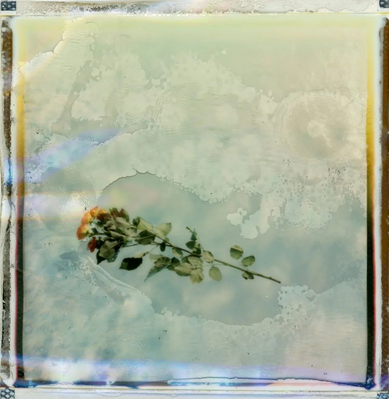 Poet Interview: Helen Moffett