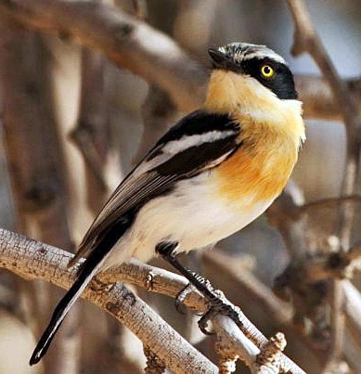 batis-bird.jpg