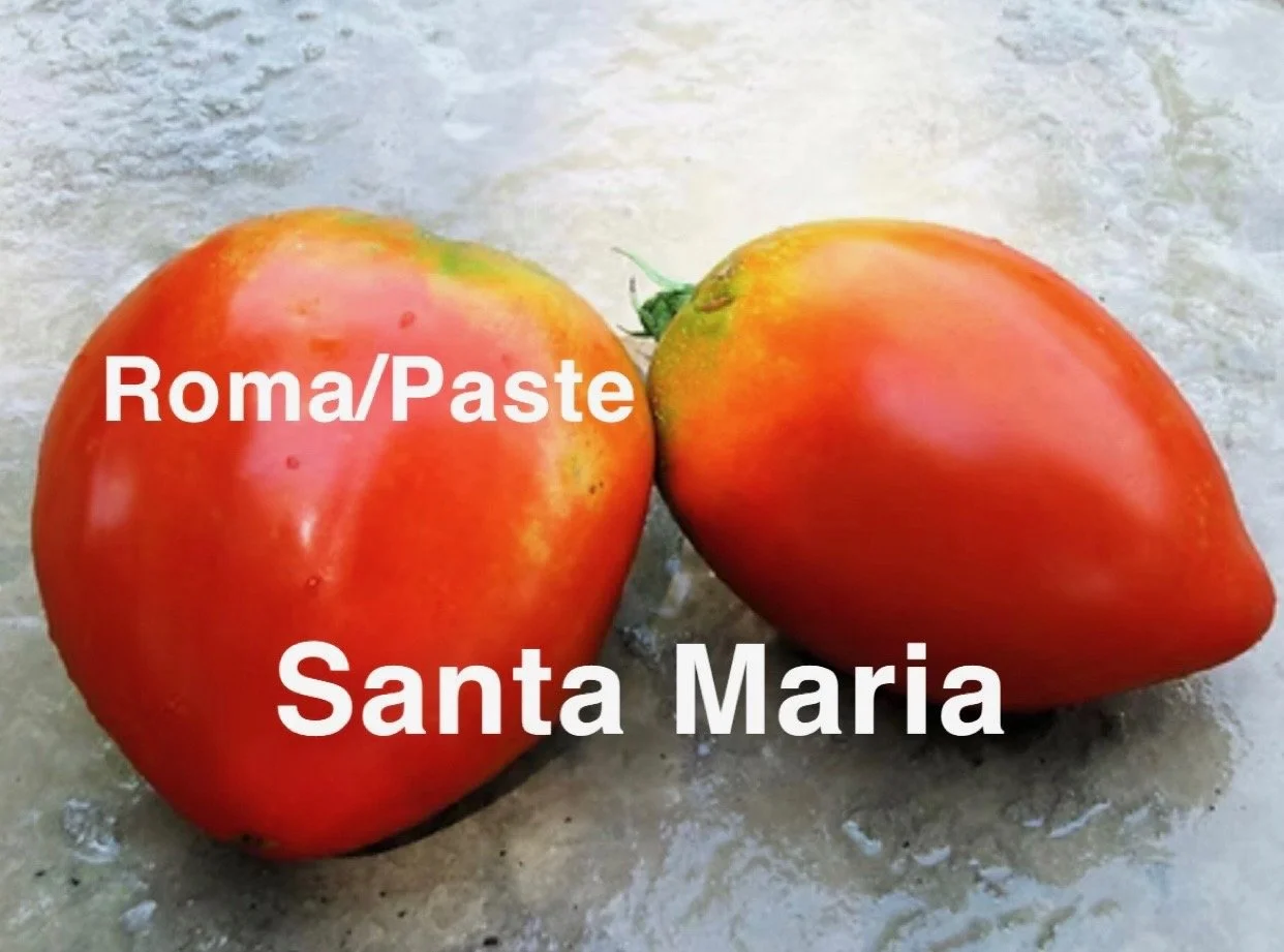 The Santa Maria Paste Heirloom Tomato is a powerhouse paste variety prized for its dense flesh, low moisture, and rich, old‑world flavor. Their shape is slightly tapered with a firm, meaty interior that makes them ideal for serious sauce makers. The 