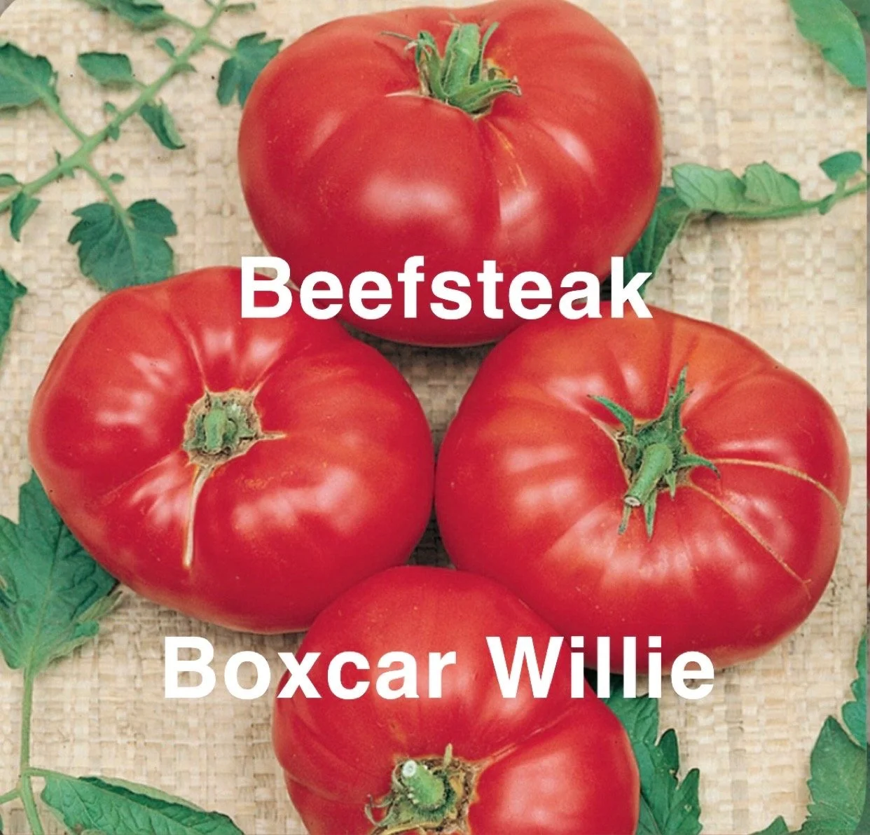 The Boxcar Willie Heirloom Tomato is a classic, old‑school beefsteak celebrated for its rich, full tomato flavor and dependable productivity. Delivering that perfect balance of sweetness and acidity—bold, juicy, and intensely flavorful. The flesh is 