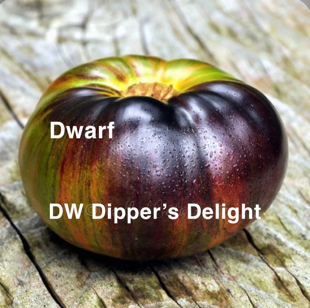 DW Dipper’s Delight is a compact dwarf tomato known for its playful shape, bright color, and surprisingly rich flavor for a small-fruited variety. The tomatoes develop a distinctive elongated, slightly curved form — almost like a miniature ladle — wh