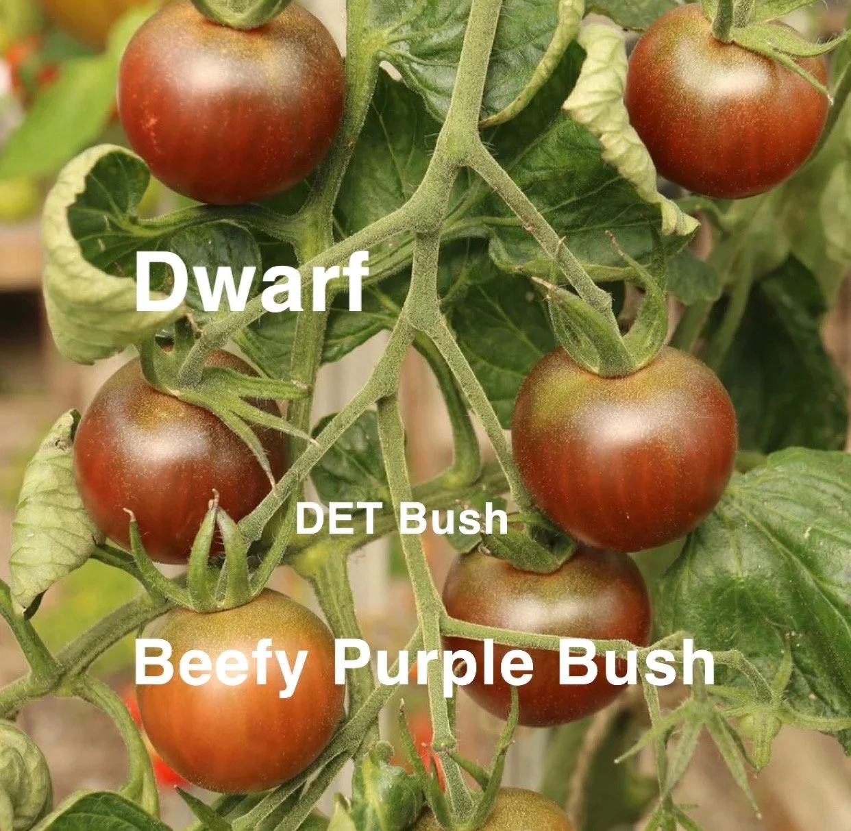 Beefy Purple Bush is a compact determinate tomato that brings the rich, deep flavor of classic purple heirlooms into a tidy, manageable plant. The flavor is bold and full, offering the earthy sweetness and gentle smokiness that purple heirlooms are k