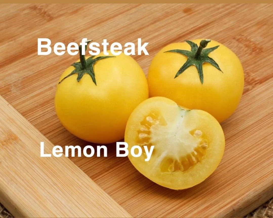 The Lemon Boy Beefsteak Tomato is a bright, cheerful standout known for its smooth, lemon‑yellow skin, firm texture, and refreshingly mild flavor. The flavor is gently sweet with low acidity, making it ideal for people who want a mellow, easy‑eating 