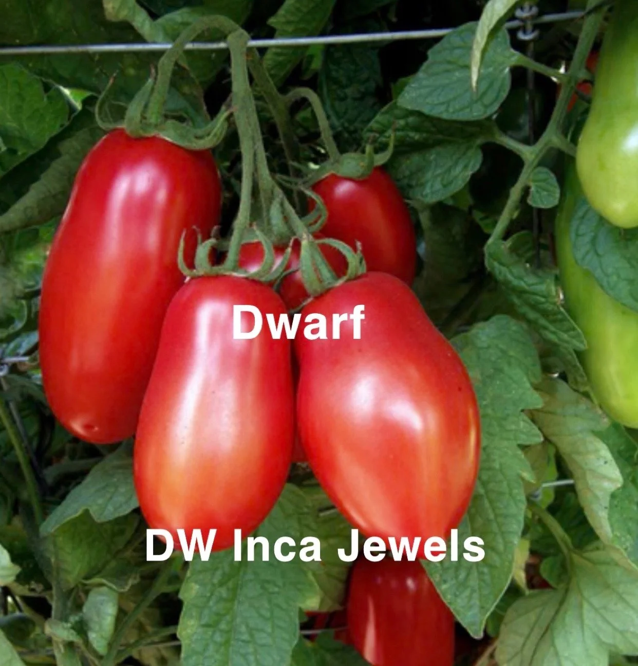 DW Inca Jewels is a compact dwarf variety that produces a generous crop of small, glowing orange fruit with a warmth and brightness that immediately catches the eye. The flavor is sweet, rich, and surprisingly full for a small-fruited dwarf. It carri