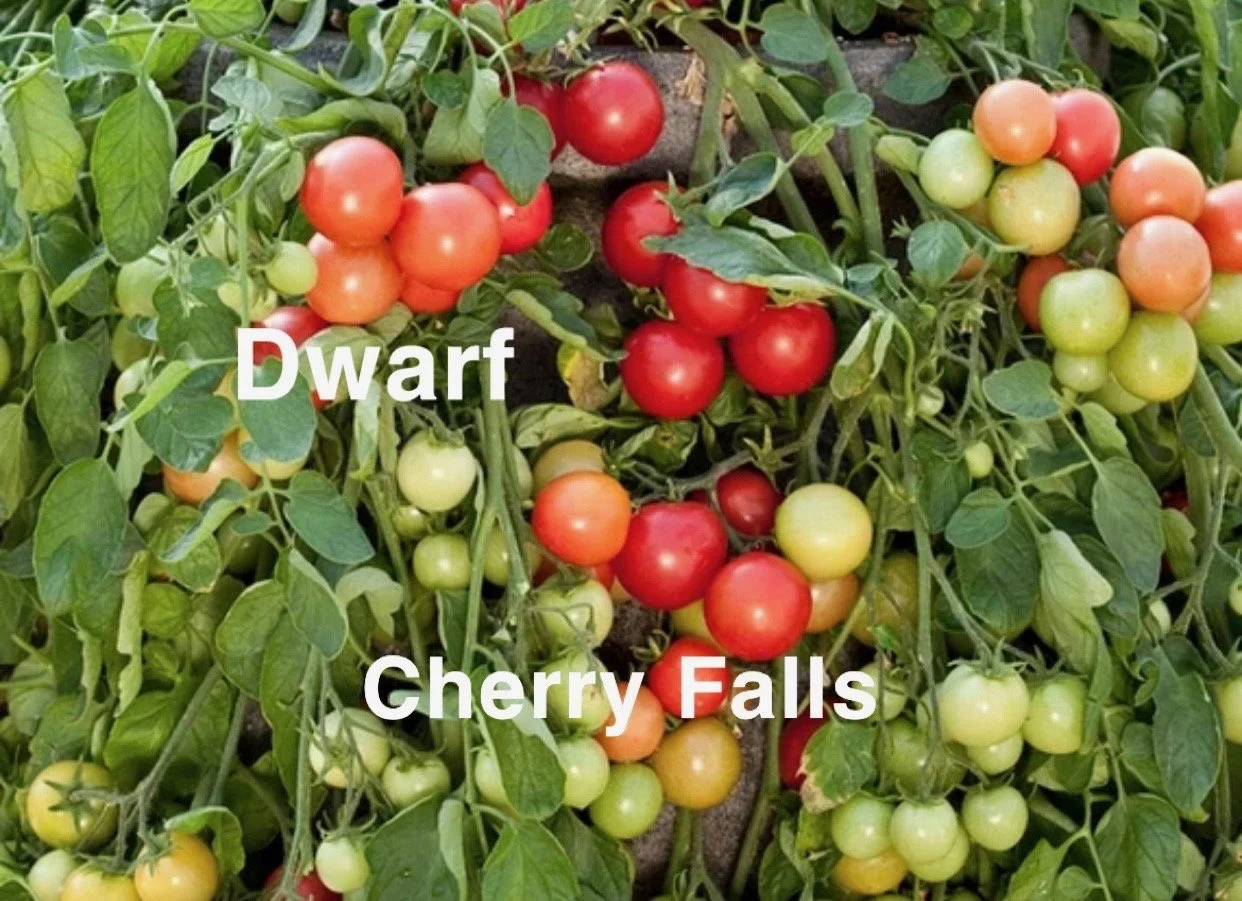 Cherry Falls is a compact dwarf tomato that produces a cascade of bright red cherry tomatoes on a plant small enough to fit almost anywhere. The flavor is lively and sweet with a clean, bright finish that makes the fruit especially enjoyable for snac