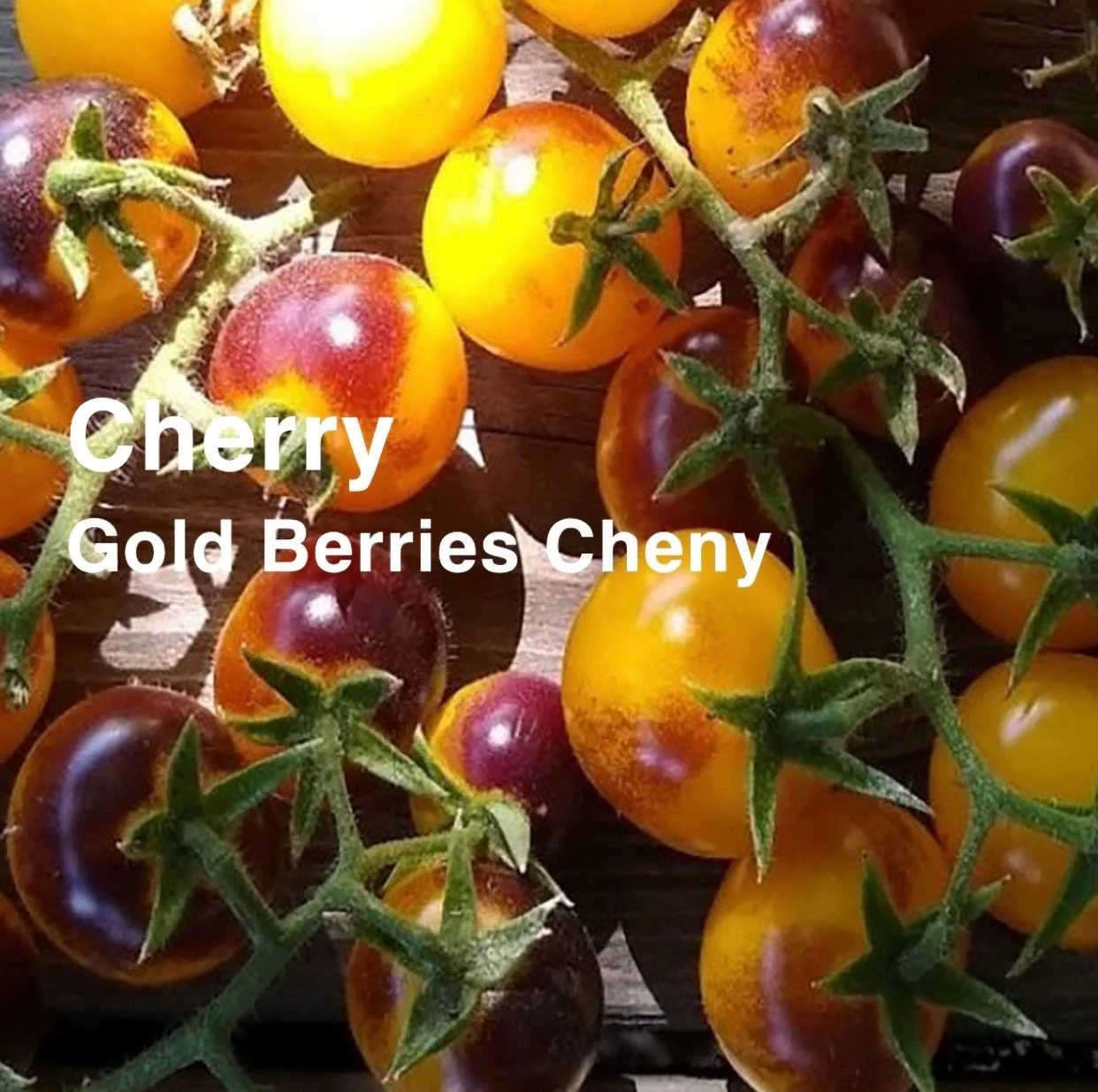 The Gold Berries Cheny Heirloom Cherry Tomato is a radiant, golden‑yellow variety prized for its bright, tropical sweetness and striking visual appeal.  The flavor is vibrant and fruity—sweet with a refreshing tang—making them perfect for snacking, s