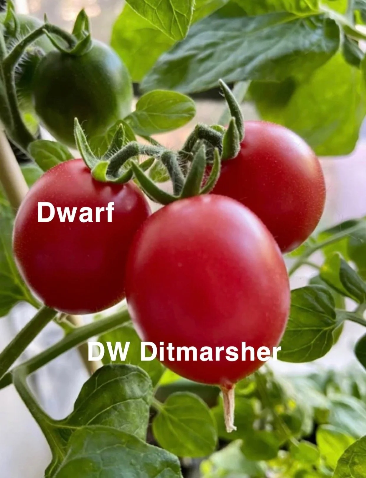 DW Ditmarsher is a compact dwarf tomato that delivers an impressive amount of fruit for its size, producing clusters of small to medium round red tomatoes that ripen early and steadily. The flavor is bright, clean, and pleasantly tangy with a natural