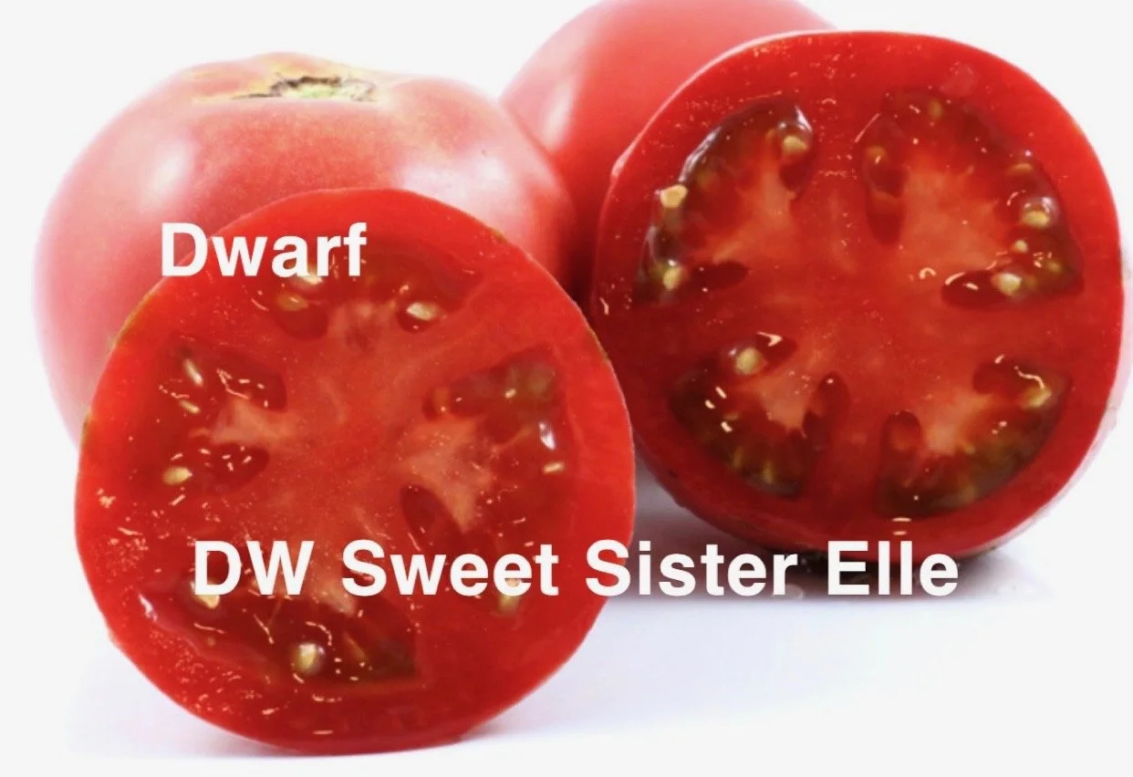 DW Sweet Sister Elle is a charming dwarf variety that produces soft, glowing pink fruit with a gentle sweetness and an inviting, almost comforting flavor profile. The flavor is sweet and mellow with a subtle brightness underneath, creating a balanced
