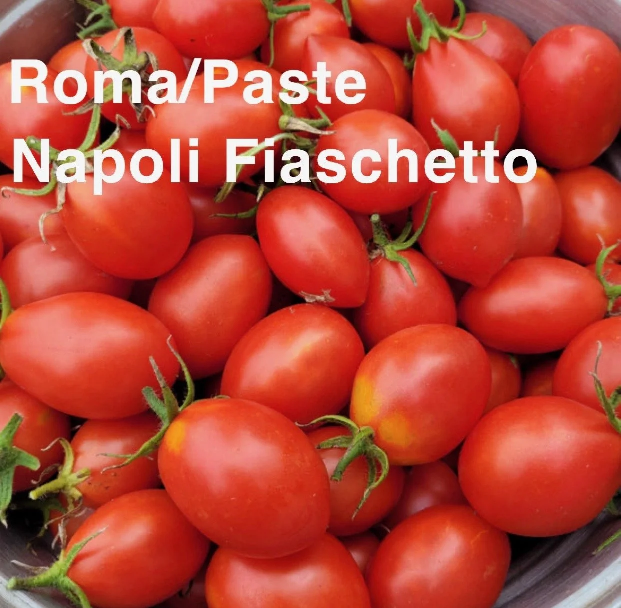 The Napoli Fiaschetto Heirloom Tomato is a classic Italian paste variety treasured for its rich flavor, dense flesh, and exceptional sauce‑making quality. Perfect for canning, roasting, slow‑cooking, and fresh pasta dishes. Their meaty texture and lo