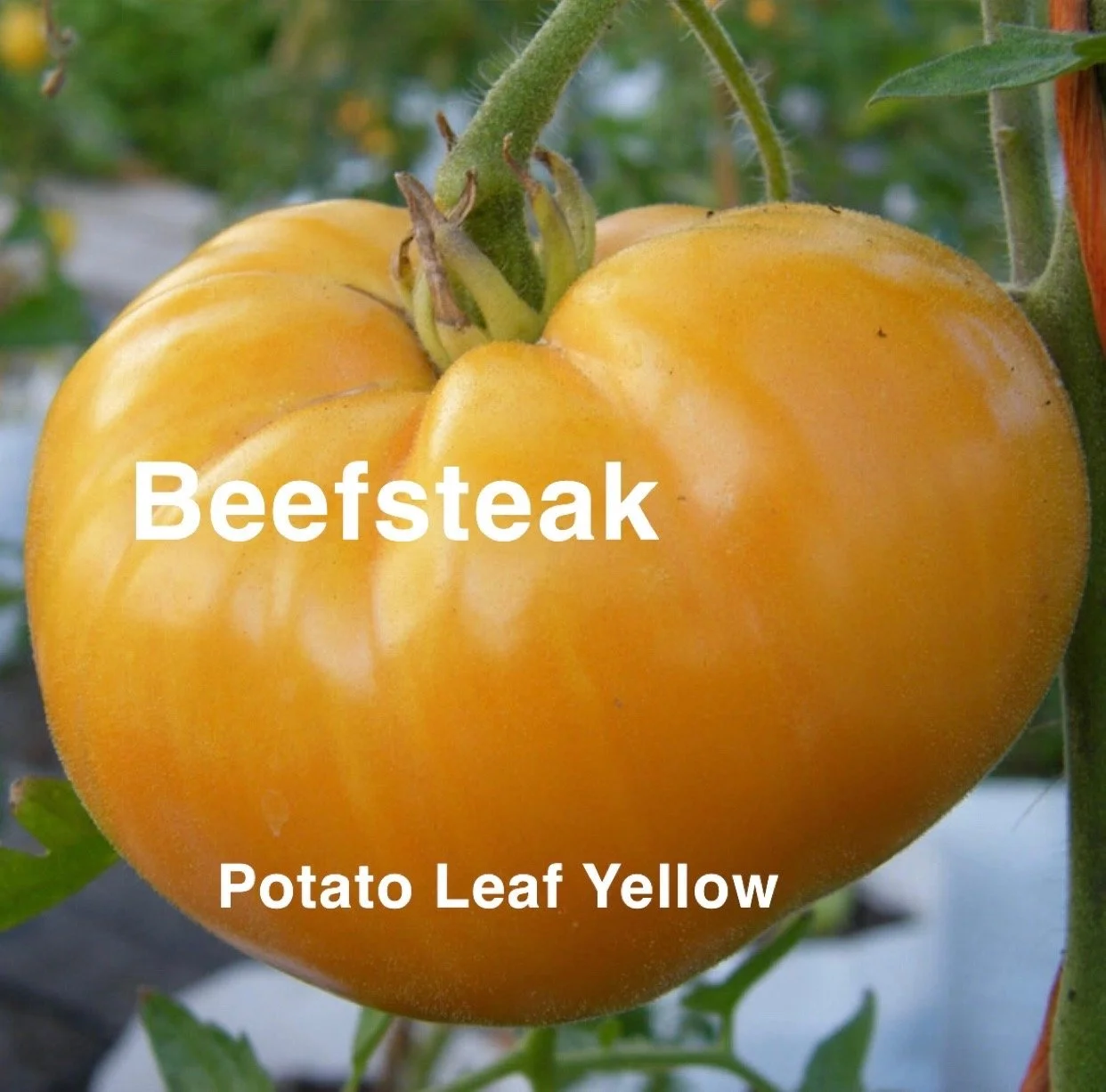The Potato Leaf Yellow Heirloom Beefsteak is a beautifully smooth, golden slicer known for its rich sweetness and creamy, low‑acid flavor. These large, meaty fruits ripen to a warm, glowing yellow with buttery flesh that’s perfect for sandwiches, cap