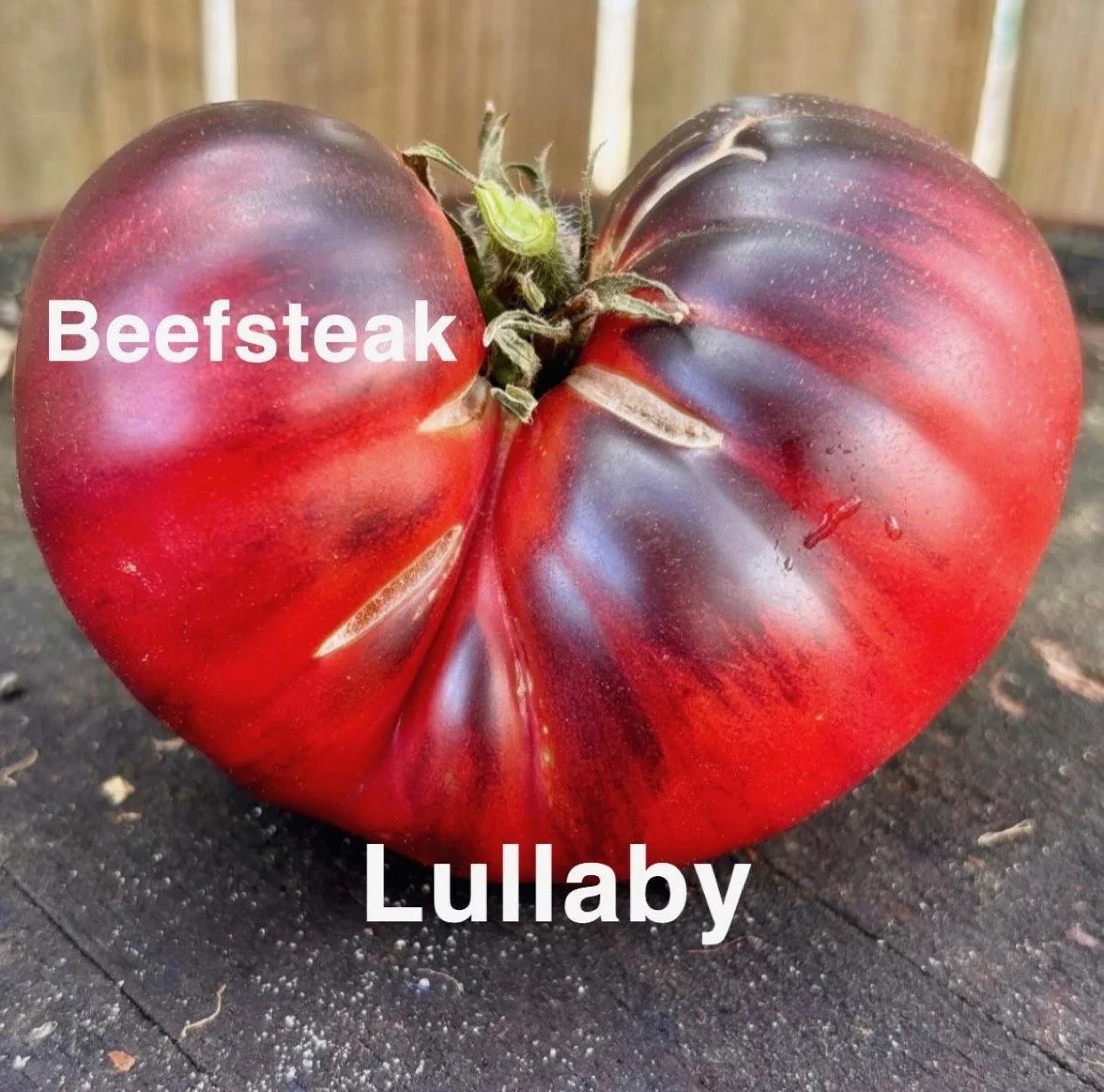 The Lullaby Heirloom Beefsteak is a soft‑colored, sweet, and exceptionally smooth variety that lives up to its gentle name. The flesh is velvety, low‑acid, and naturally sweet—perfect for anyone who loves a mild, soothing, melt‑in‑the‑mouth tomato. F