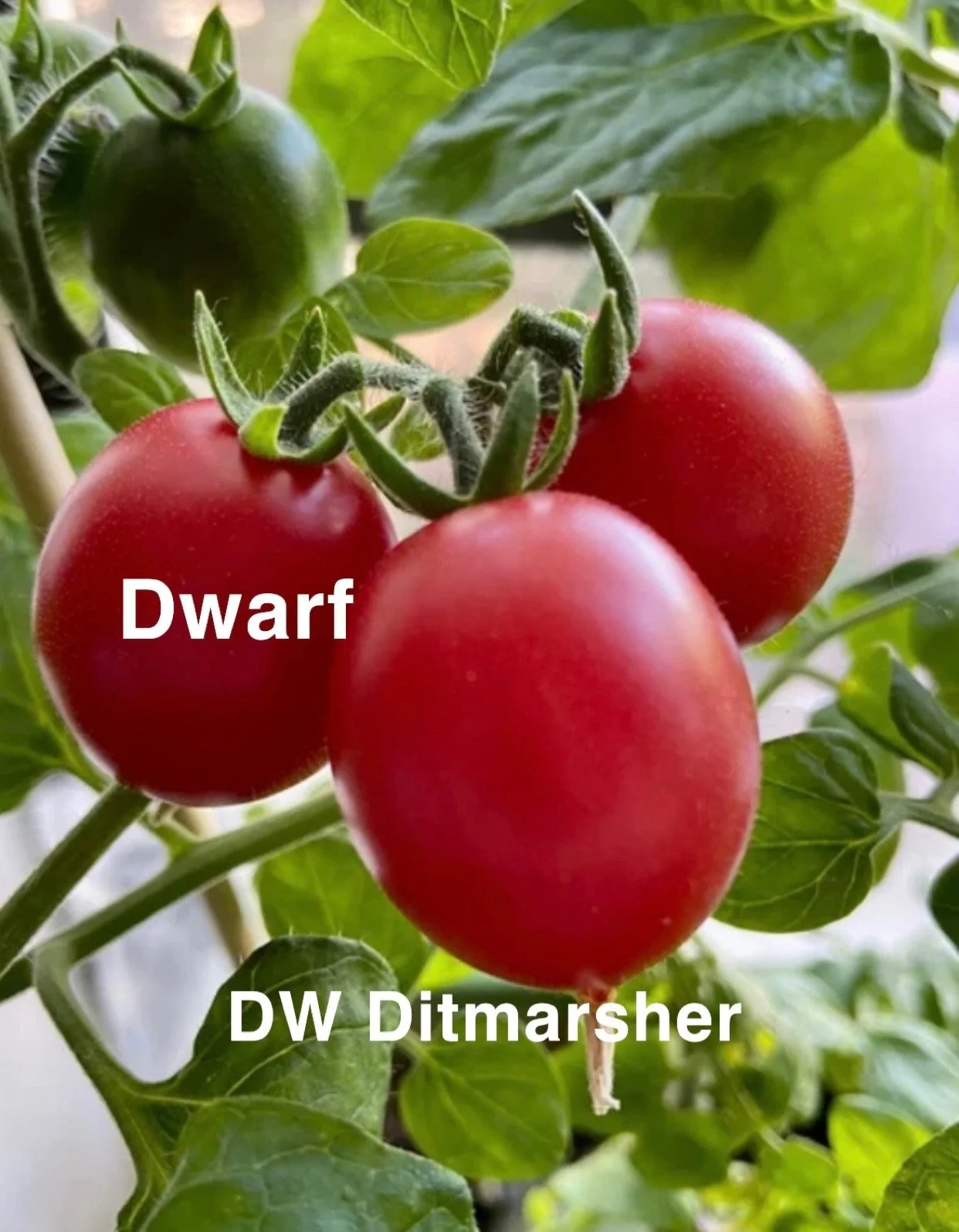 DW Ditmarsher is a compact dwarf tomato that delivers an impressive amount of fruit for its size, producing clusters of small to medium round red tomatoes that ripen early and steadily. The flavor is bright, clean, and pleasantly tangy with a natural