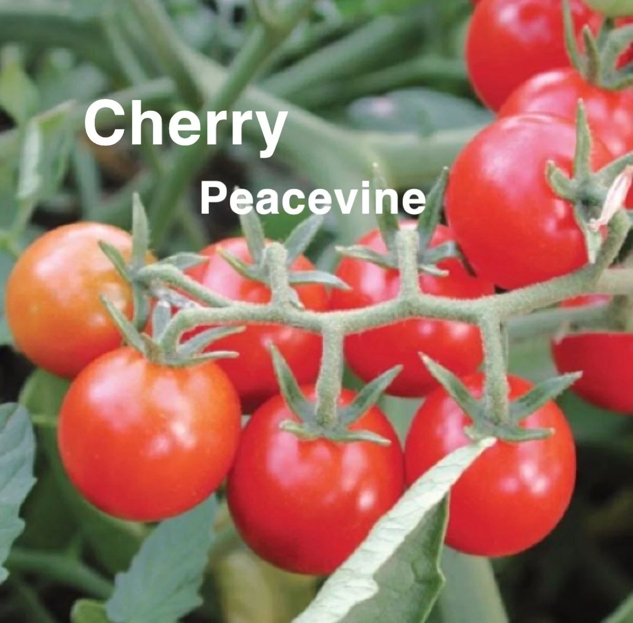 The Peacevine Heirloom Cherry Tomato is a beloved, nutrient‑rich variety known for its exceptional sweetness, rich aroma, and naturally high vitamin C content. Juicy, thin‑skinned, and incredibly snackable, Peacevine is perfect for fresh eating, sala
