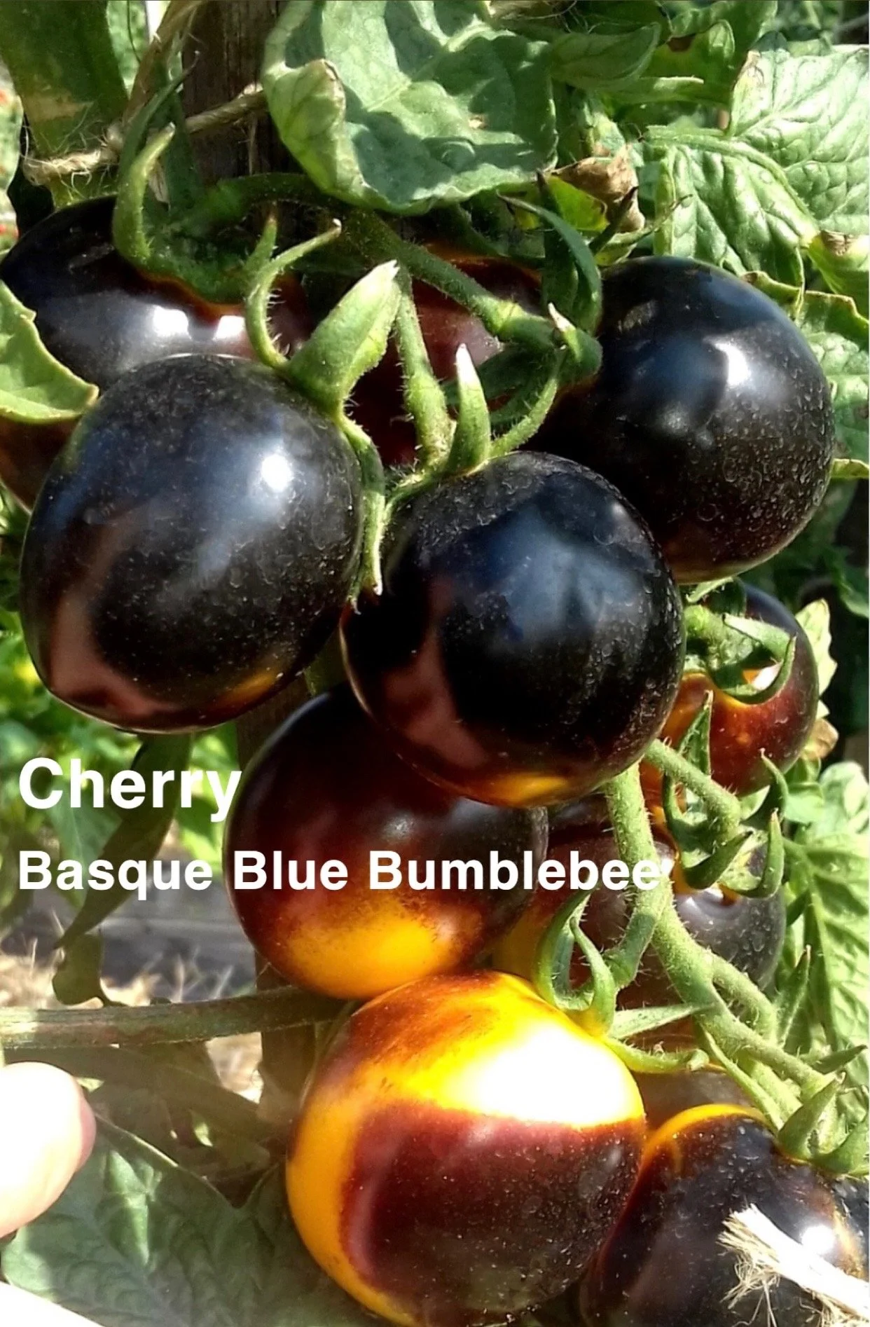 The Basque Blue Bumblebee Heirloom Cherry Tomato is a stunning, artisan‑style variety known for its dramatic coloring and bold, complex flavor. The flavor is bright, sweet, and slightly tangy with a smooth, juicy bite—perfect for snacking, salads, ga