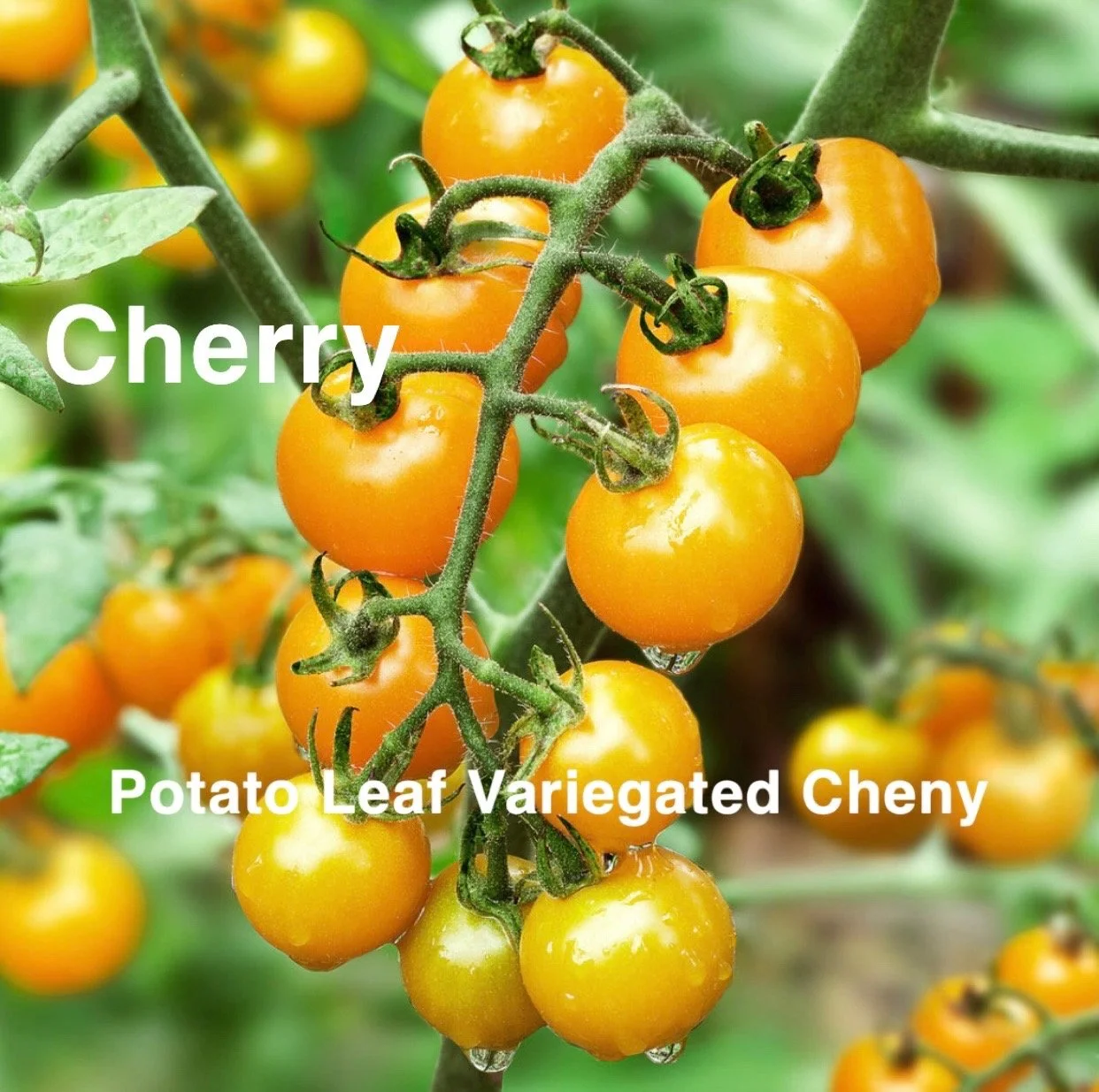 The Potato Leaf Variegated Cheny Heirloom Cherry Tomato is one of the most visually striking cherry varieties you can grow—both the fruit and the plant are showpieces. The cherries themselves ripen to a warm golden‑yellow with a soft blush, offering 