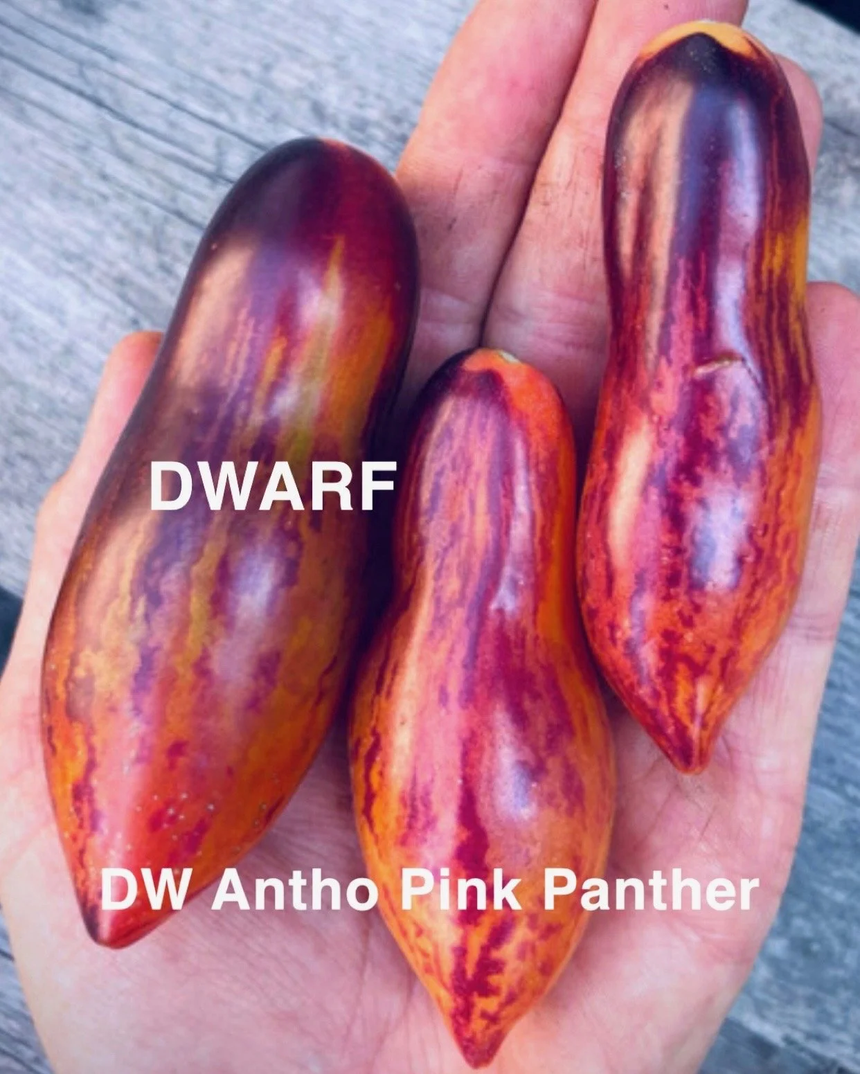The DW Antho Pink Panther is a compact dwarf tomato that stands out immediately for its dramatic anthocyanin coloration and its surprisingly refined flavor. The flavor is bright and sweet with a gentle tang that keeps it lively without ever becoming 