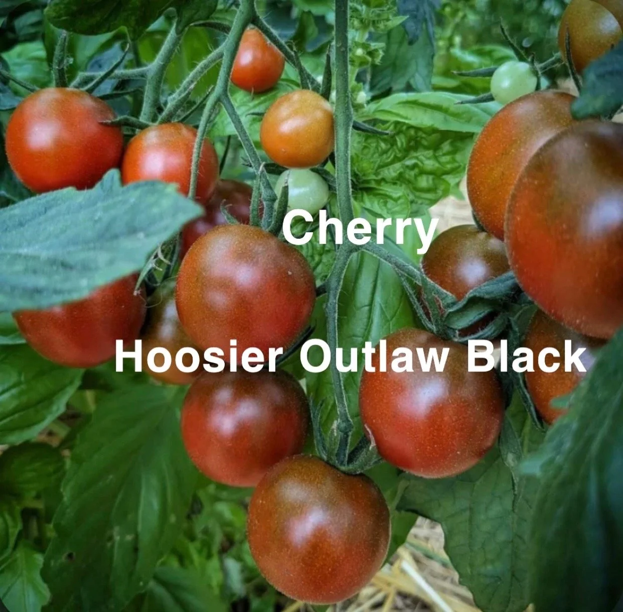 The Hoosier Outlaw Black Heirloom Cherry Tomato is a bold, dramatic variety with deep, dusky coloring and an intense, complex flavor. The flavor is rich and layered—sweet upfront with a deep, earthy undertone and a clean, balanced acidity. Juicy, thi