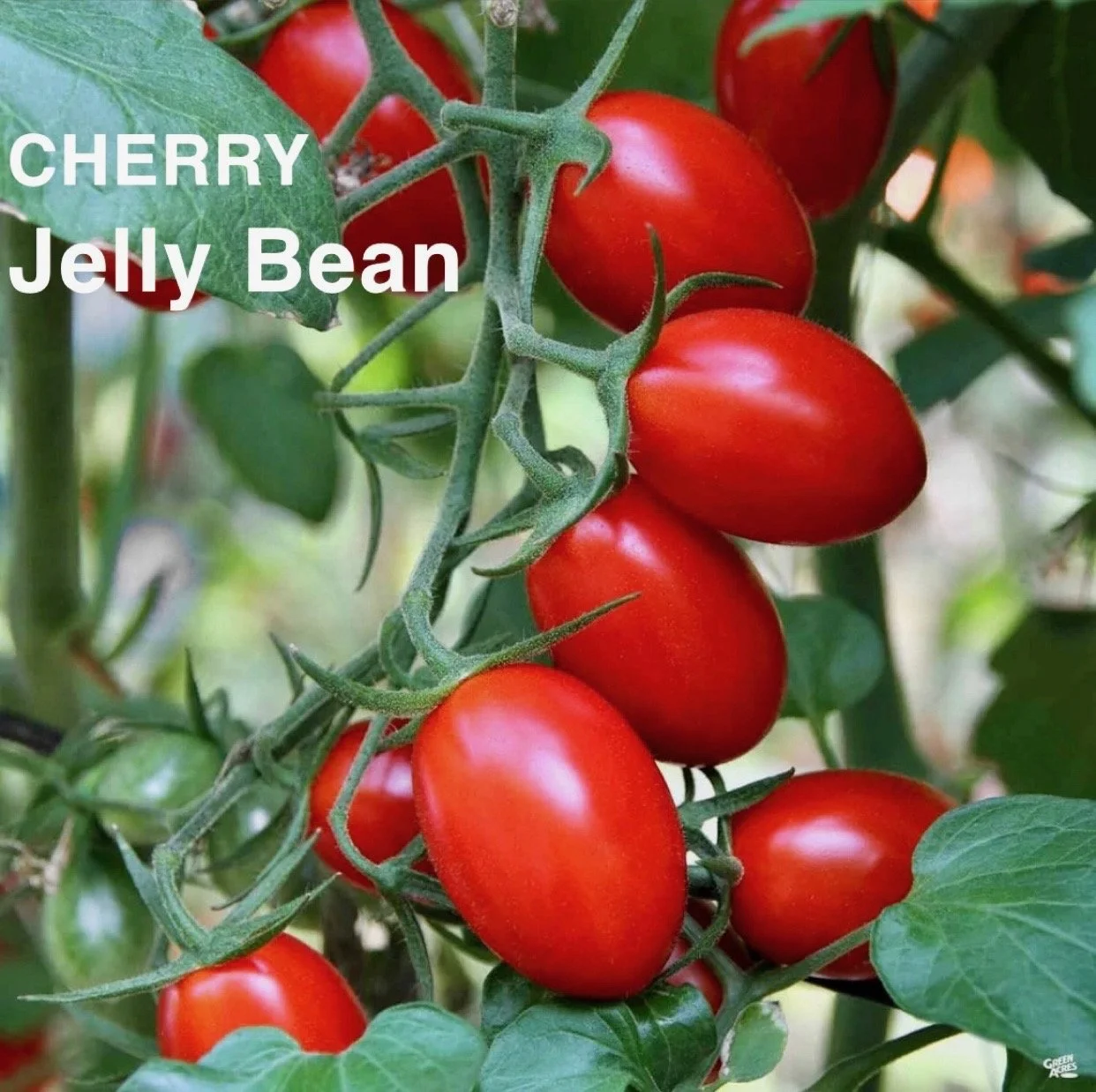 The Cherry Jelly Bean Heirloom Tomato is a vibrant, bite‑sized treasure known for its rich sweetness and classic old‑world tomato flavor. These glossy, deep‑red cherries grow in abundant clusters, offering a perfect balance of juicy texture and brigh