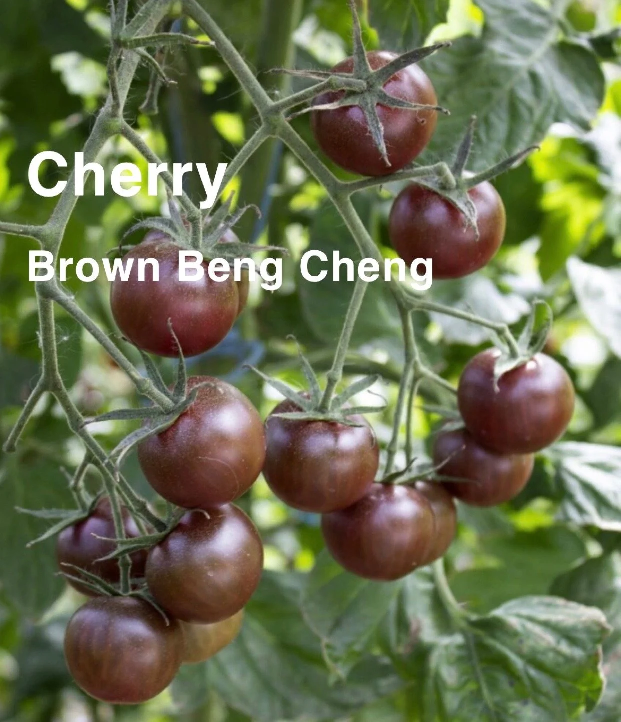 The Brown Beng Cheng Heirloom Cherry Tomato is a rare, richly colored variety known for its deep, earthy sweetness and striking appearance. The flavor is bold and complex—sweet upfront with a smooth, savory depth that makes them unforgettable in sala