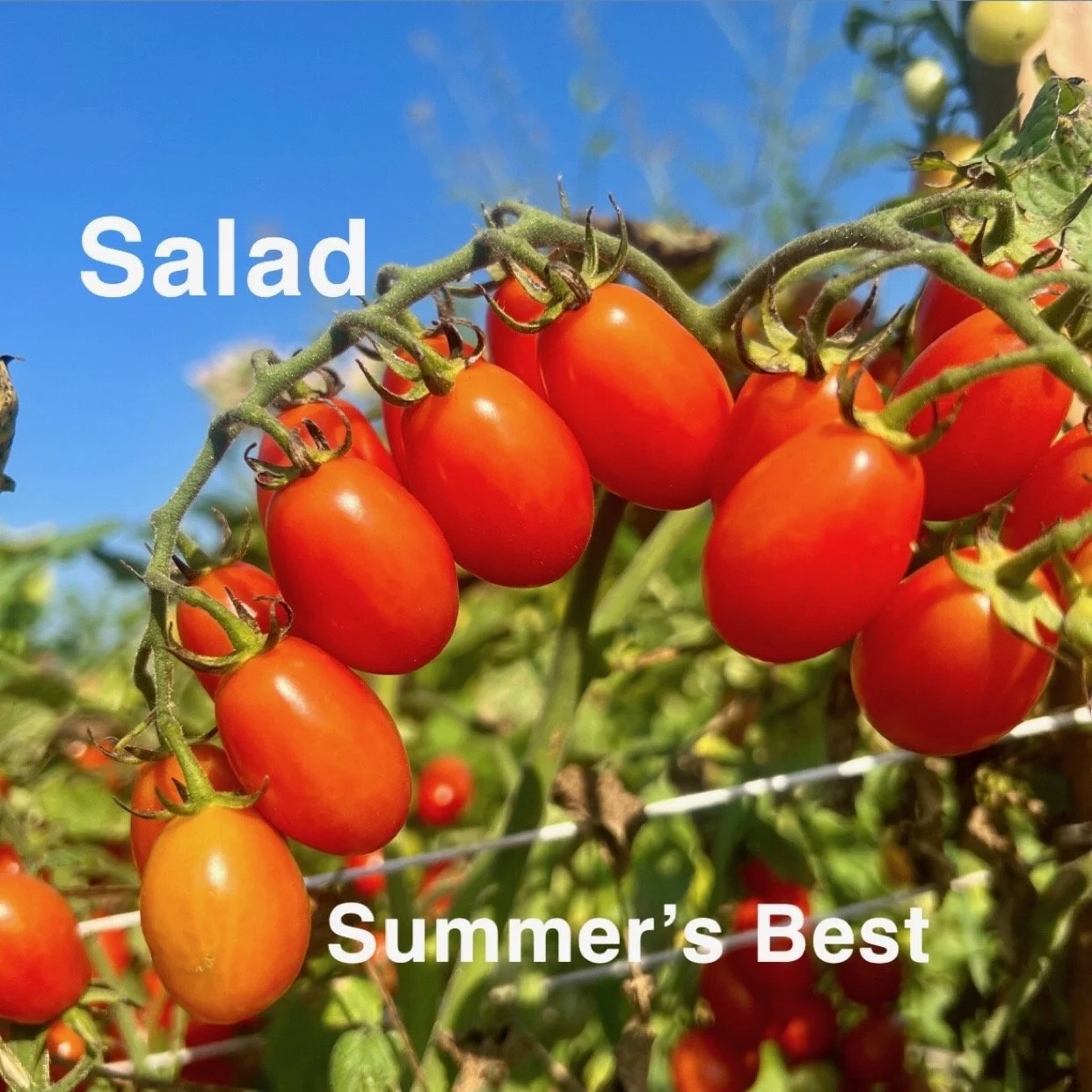 The Summer’s Best Heirloom Salad Tomato lives up to its name—this is the variety that tastes like peak July in every bite. The flavor is exactly what you want from a warm‑season salad tomato: sweet, juicy, and lively, with a refreshing acidity that m
