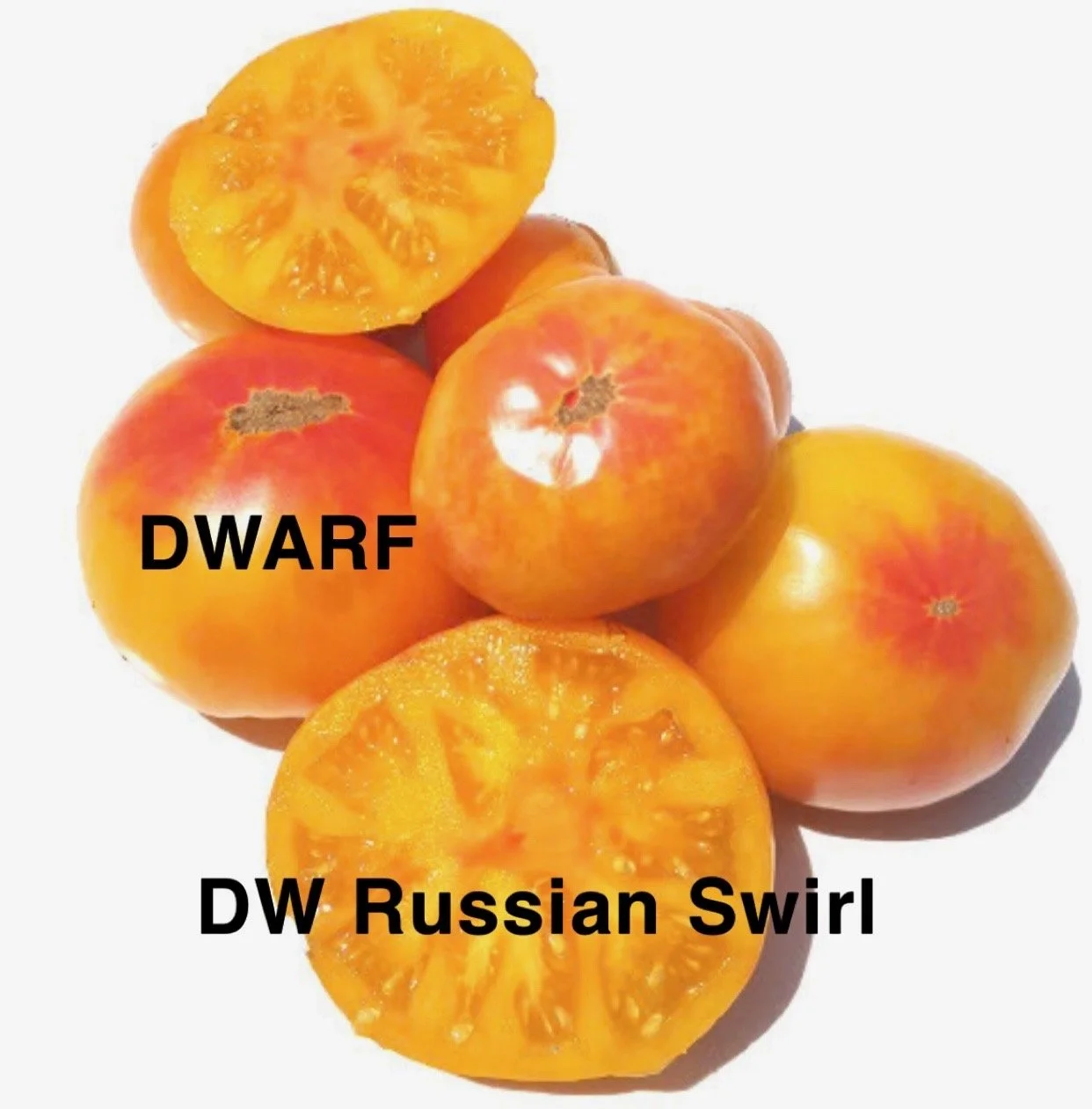 The DW Russian Swirl is a compact dwarf heirloom that delivers full‑size beauty and flavor on a small, container‑friendly plant. This variety is prized for its dramatic bicolor marbling, dependable production, and rich, sweet flavor that rivals full‑