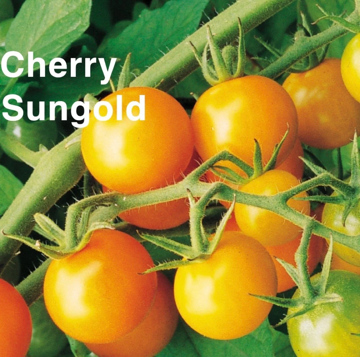The Cherry Sungold Heirloom Tomato is a radiant, golden‑orange gem prized for its unmatched sweetness and tropical, fruity flavor. These sun‑kissed cherries burst with a bright, tangy‑sweet balance. Whether eaten straight off the vine, tossed into sa