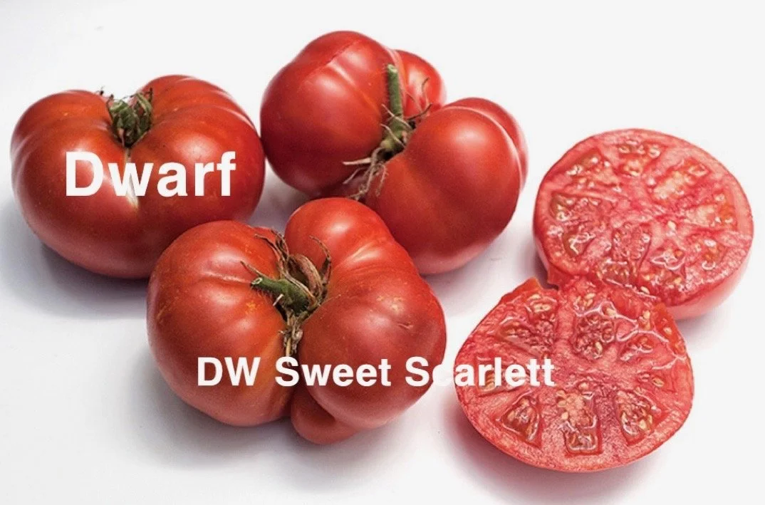DW Sweet Scarlett is a compact dwarf tomato that produces warm, richly colored fruit with an inviting, almost glowing appearance. The flavor is true to its name—sweet, smooth, and balanced. There’s a gentle acidity underneath that keeps the sweetness