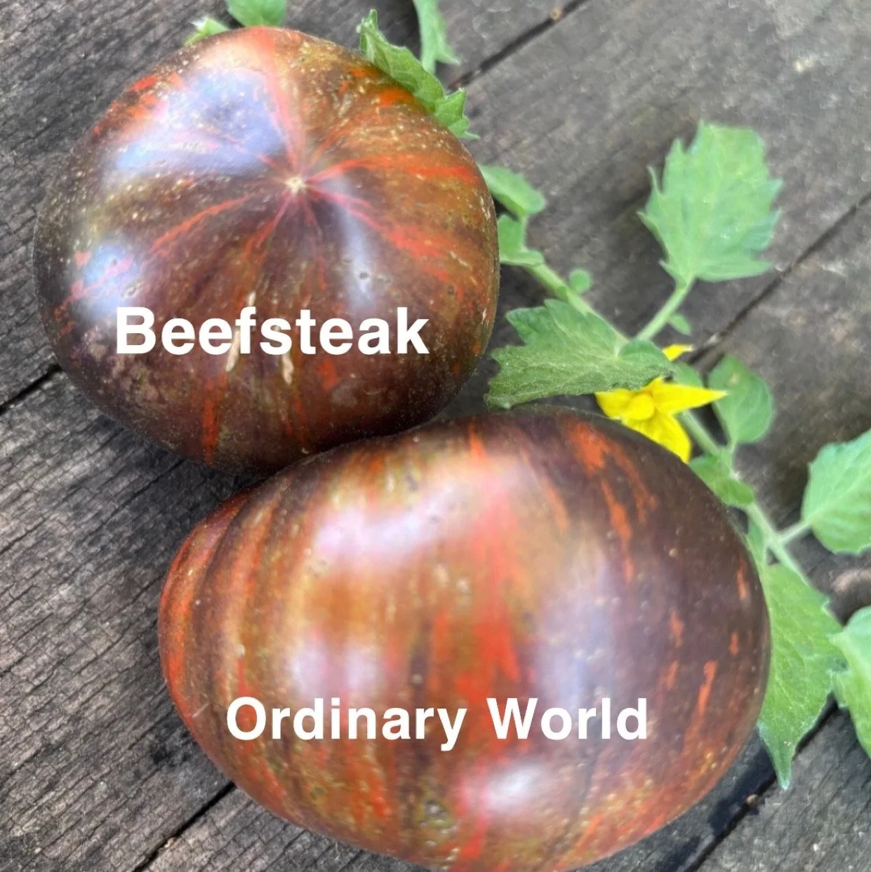 The Ordinary World Heirloom Beefsteak is anything but ordinary. This variety stands out for its large, beautifully balanced fruit, smooth shoulders, and a classic heirloom flavor profile that feels instantly familiar and deeply satisfying. The flesh 