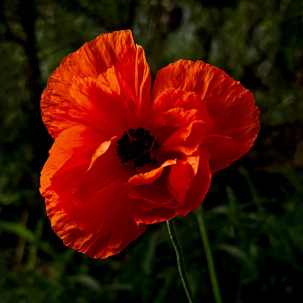 Oriental Poppy
