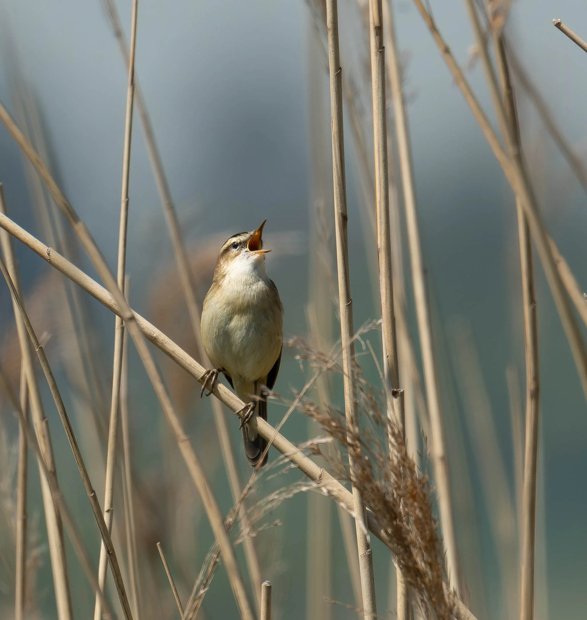 Schilfrohrsänger_3.jpg