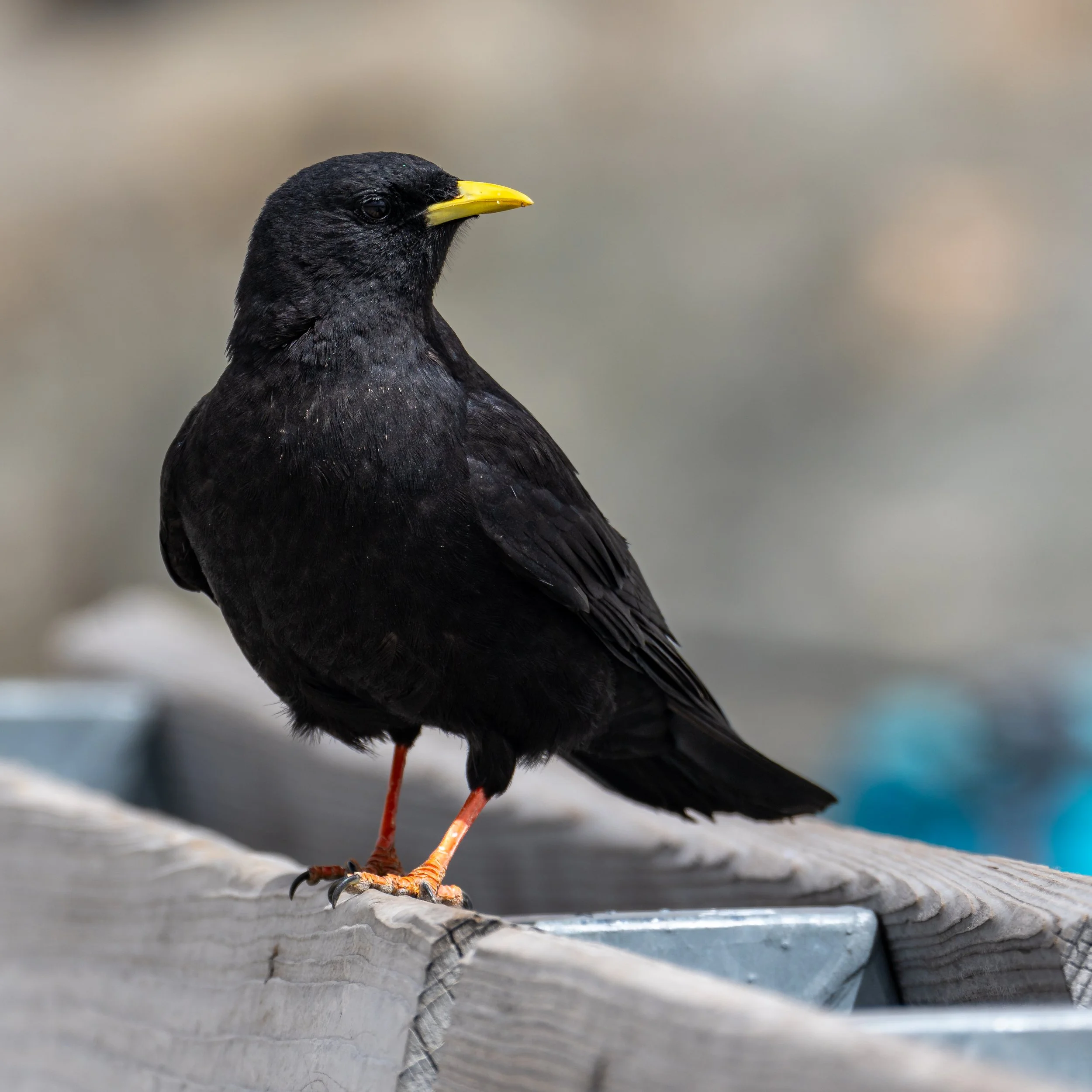 Rabenvögel