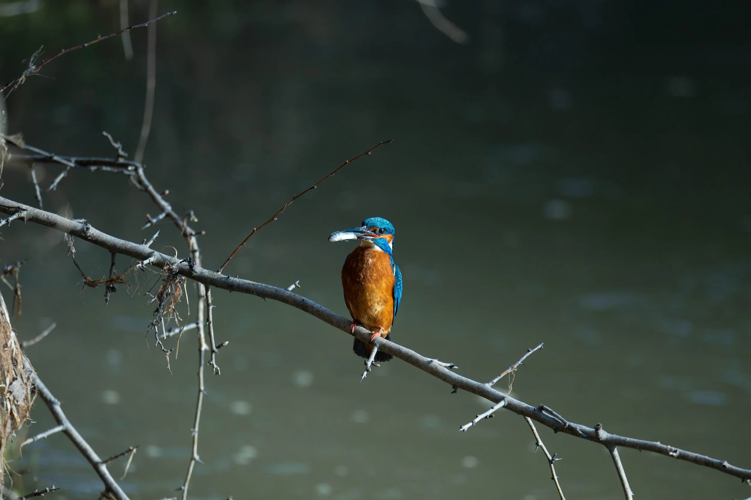 Eisvogel_1.jpg