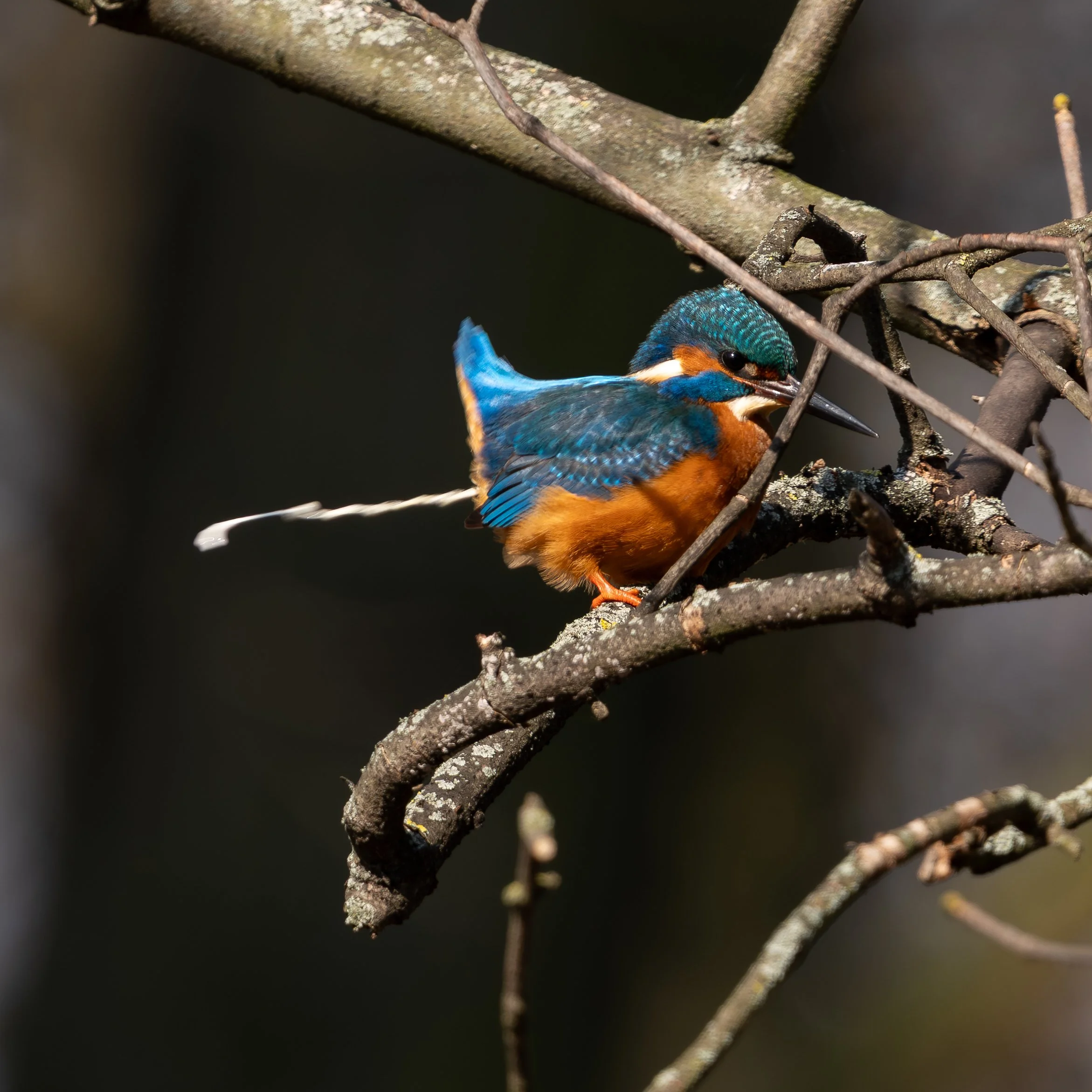Eisvogel_20250309_2.jpg