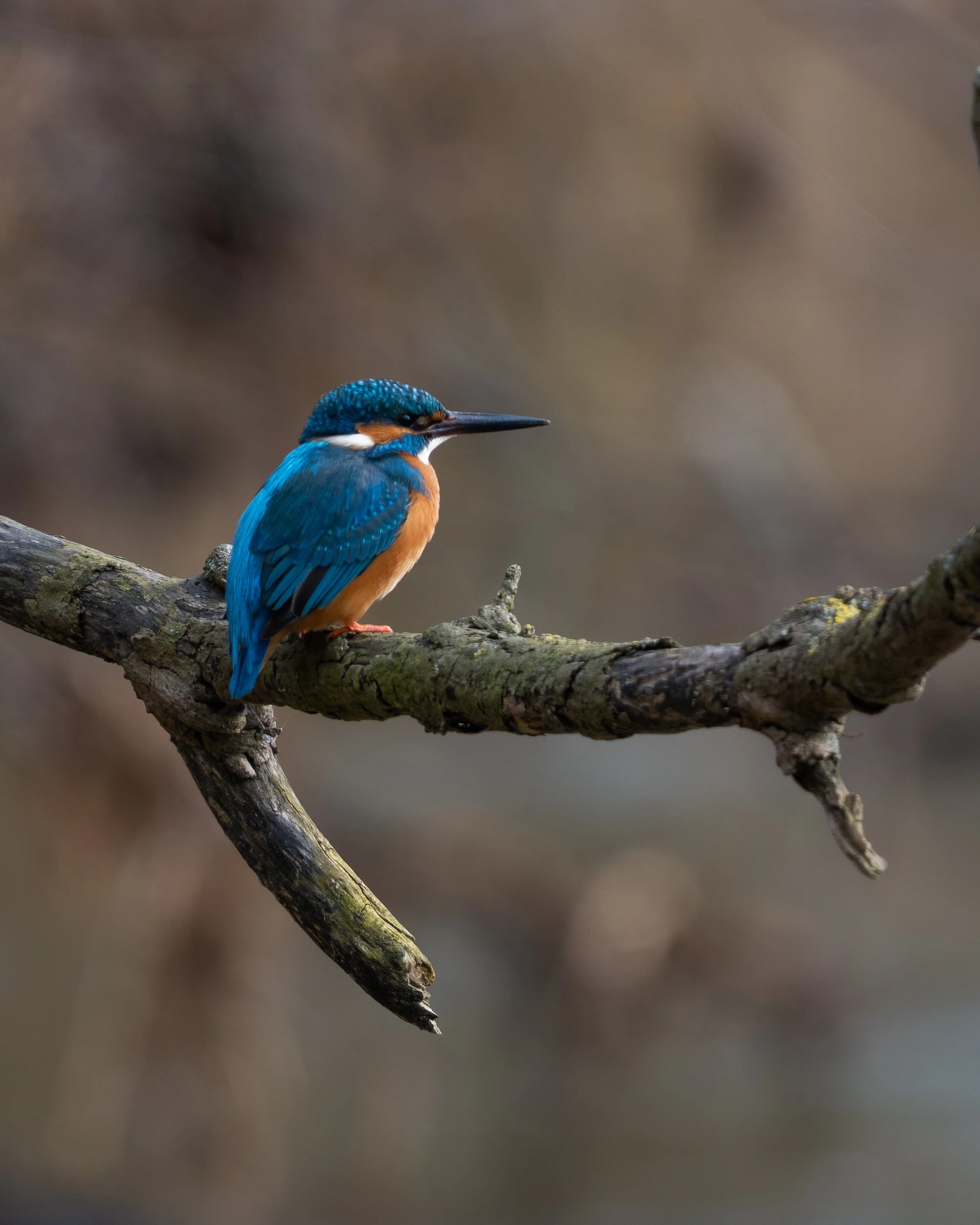 Eisvogel-1.jpg