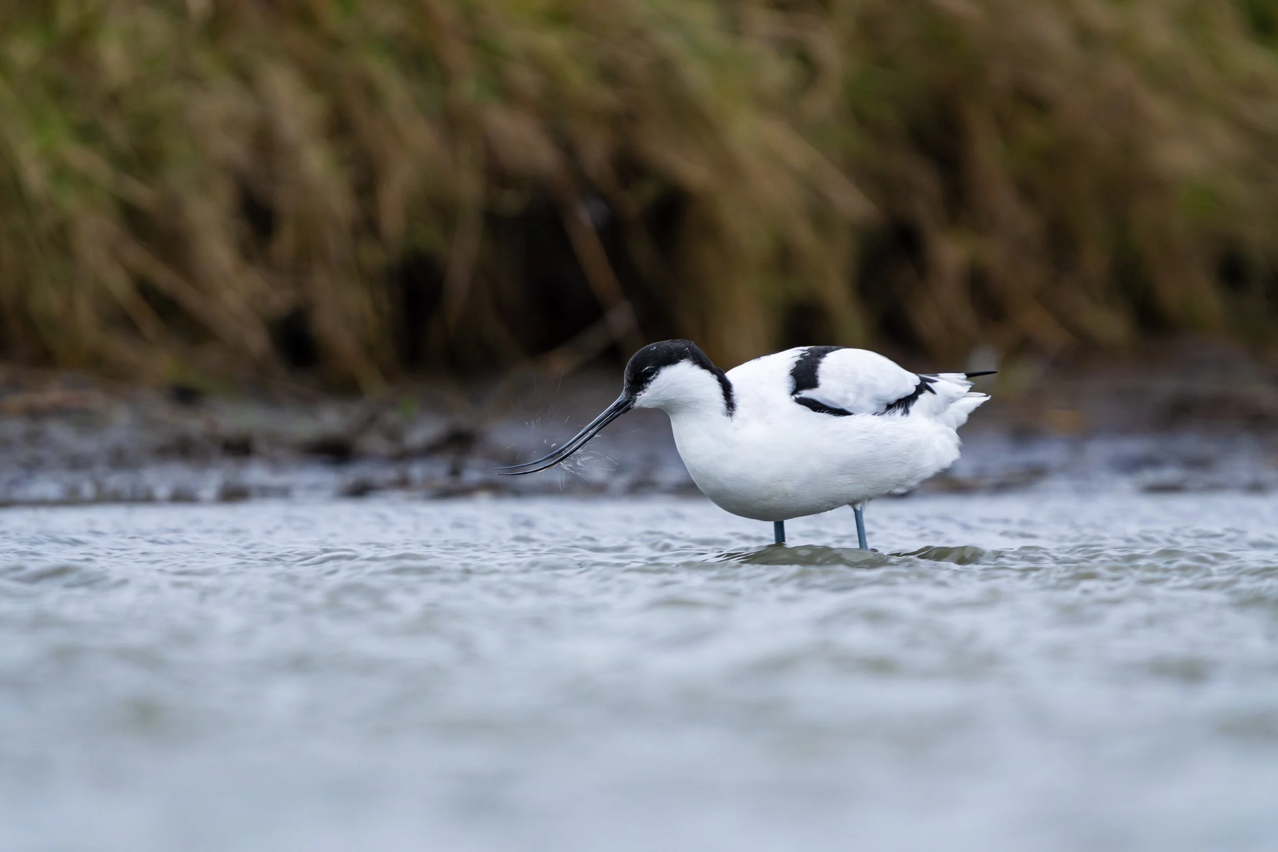Eisvogel_20241231_1-2.jpg