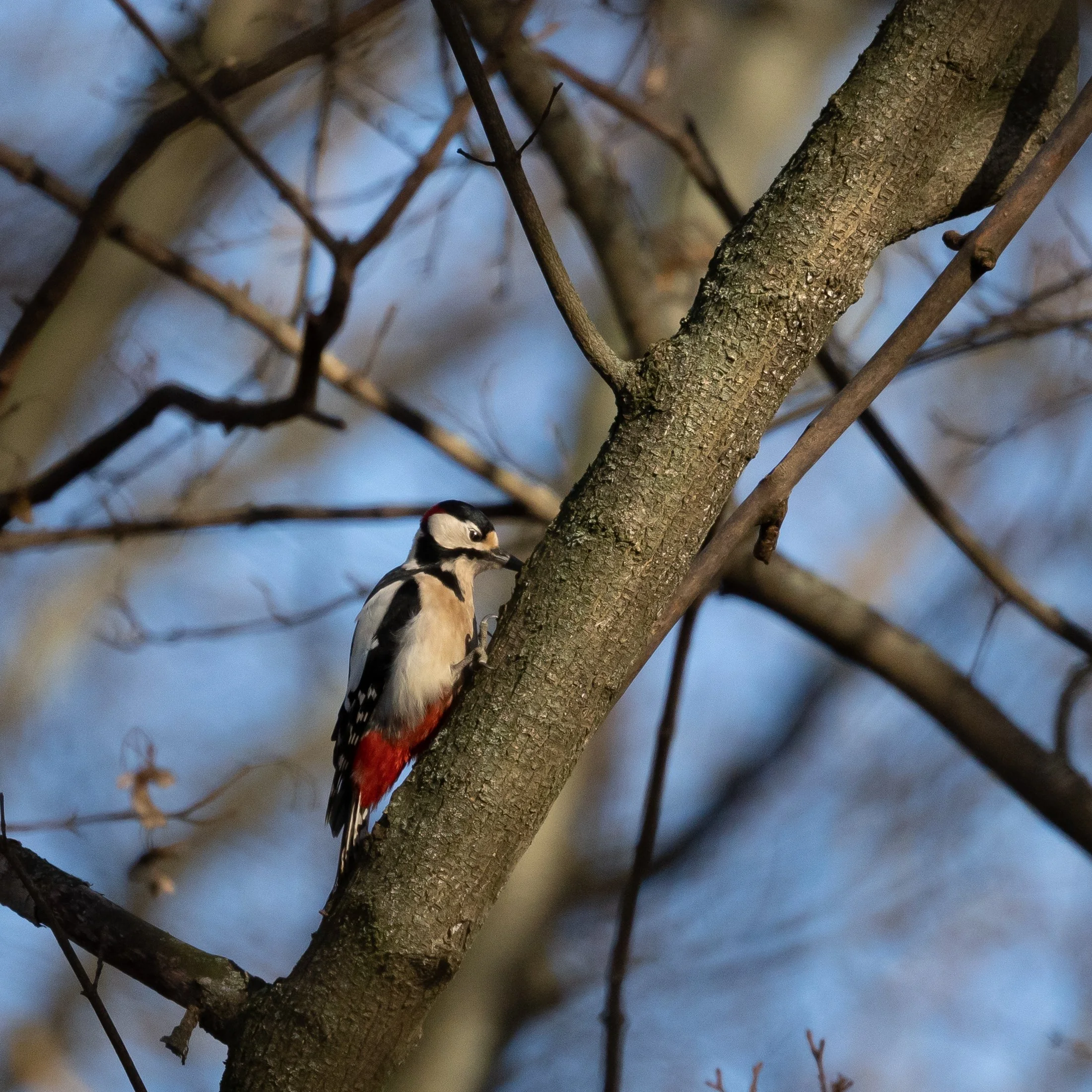 _DSC5704.jpg