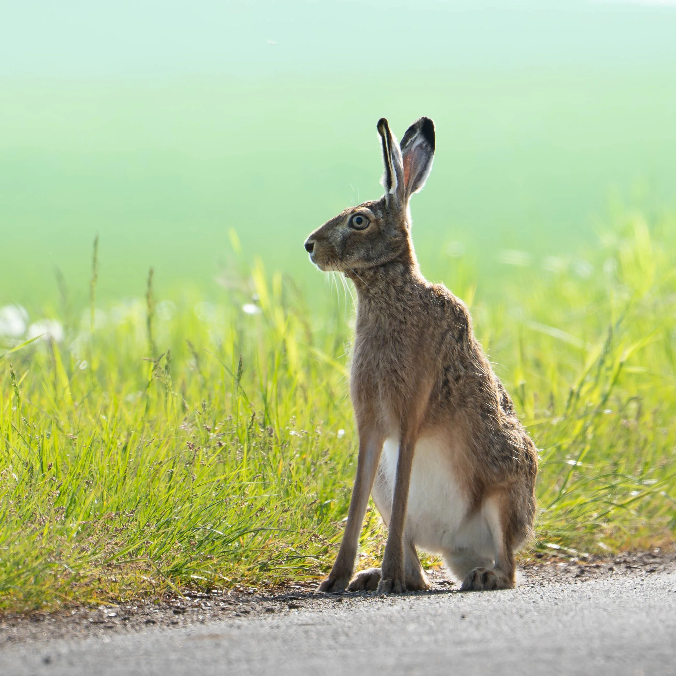 Feldhase_2.jpg