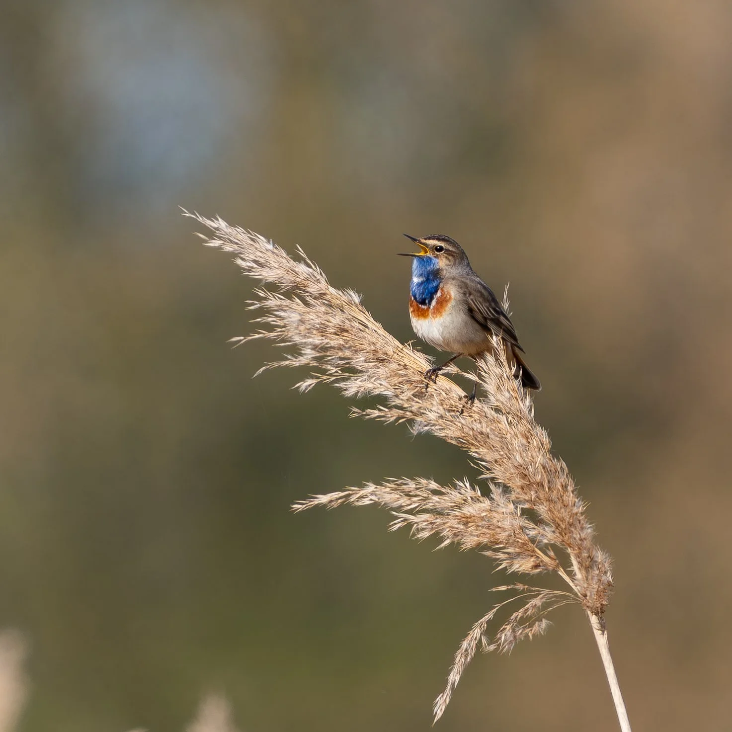 Blaukehlchen-4.jpg