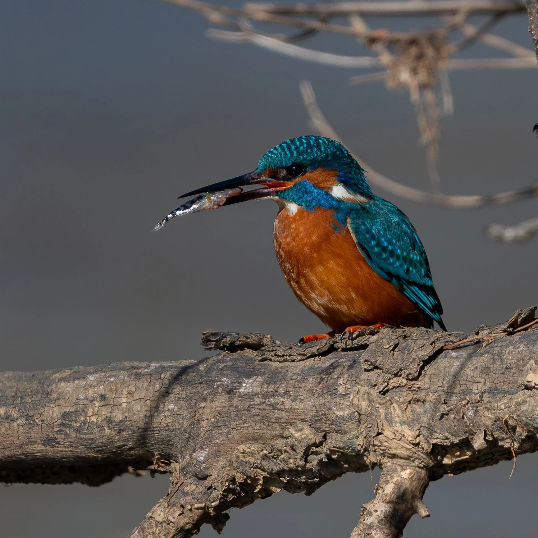 Eisvogel_20250309_3.jpg
