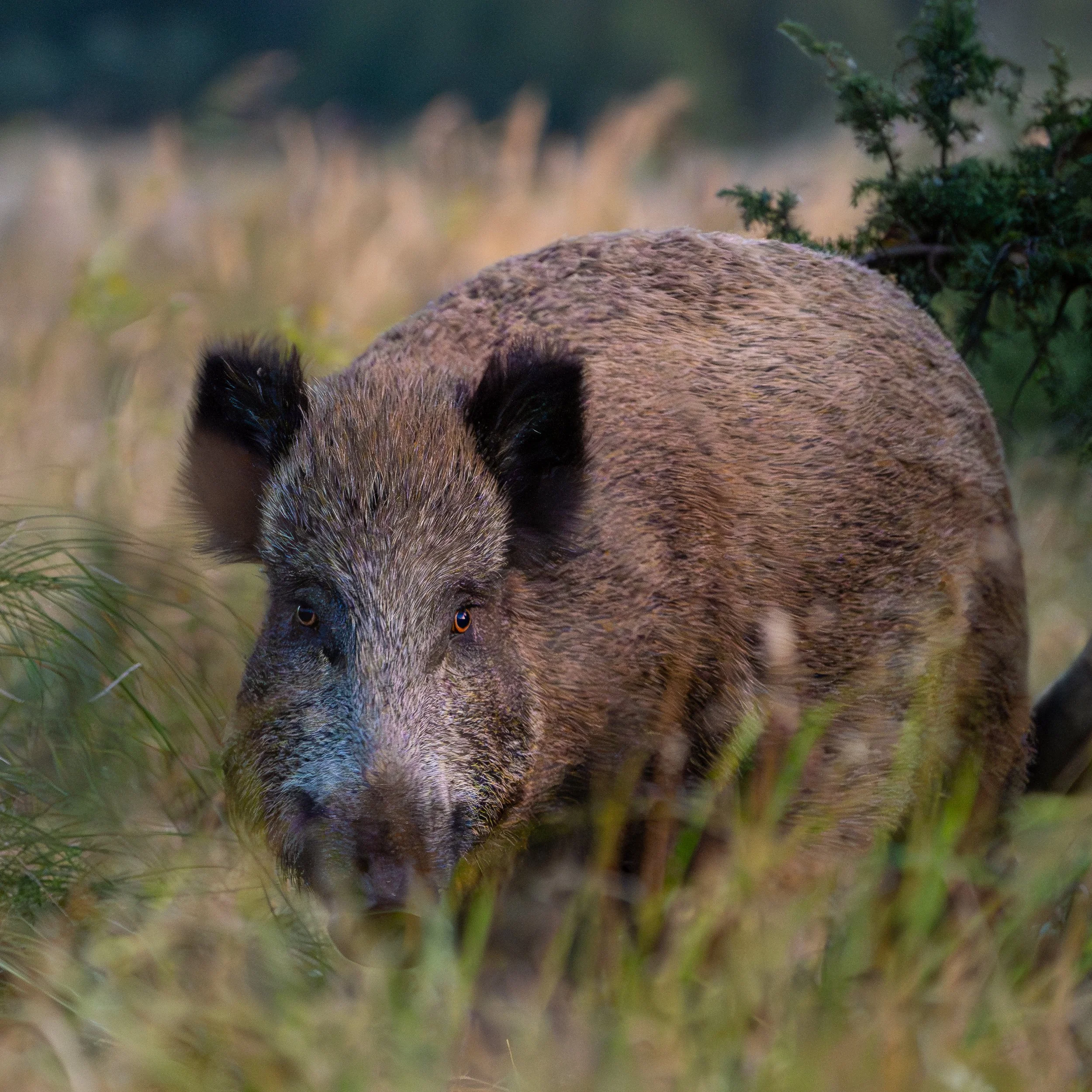 Wildschwein-5.jpg