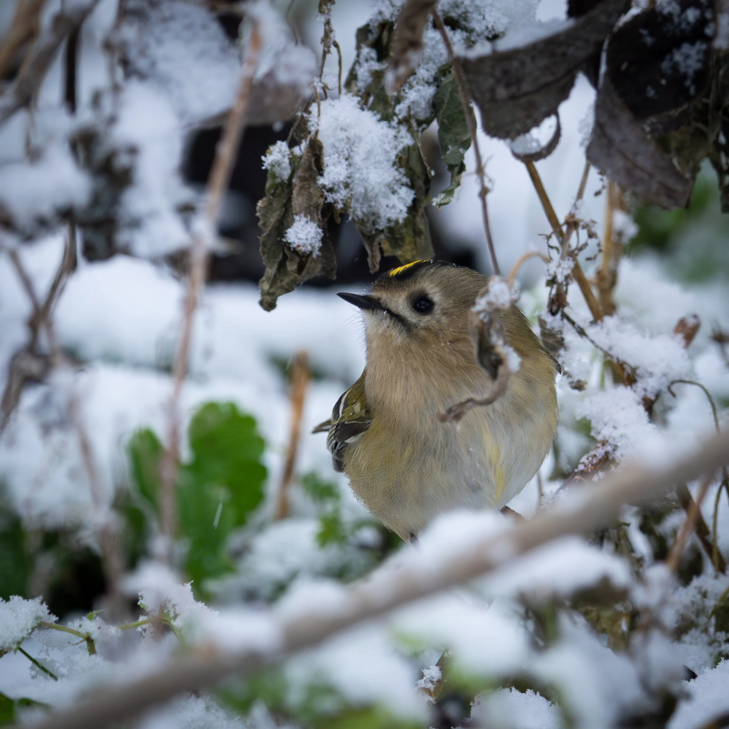 Wintergoldhähnchen-1.jpg