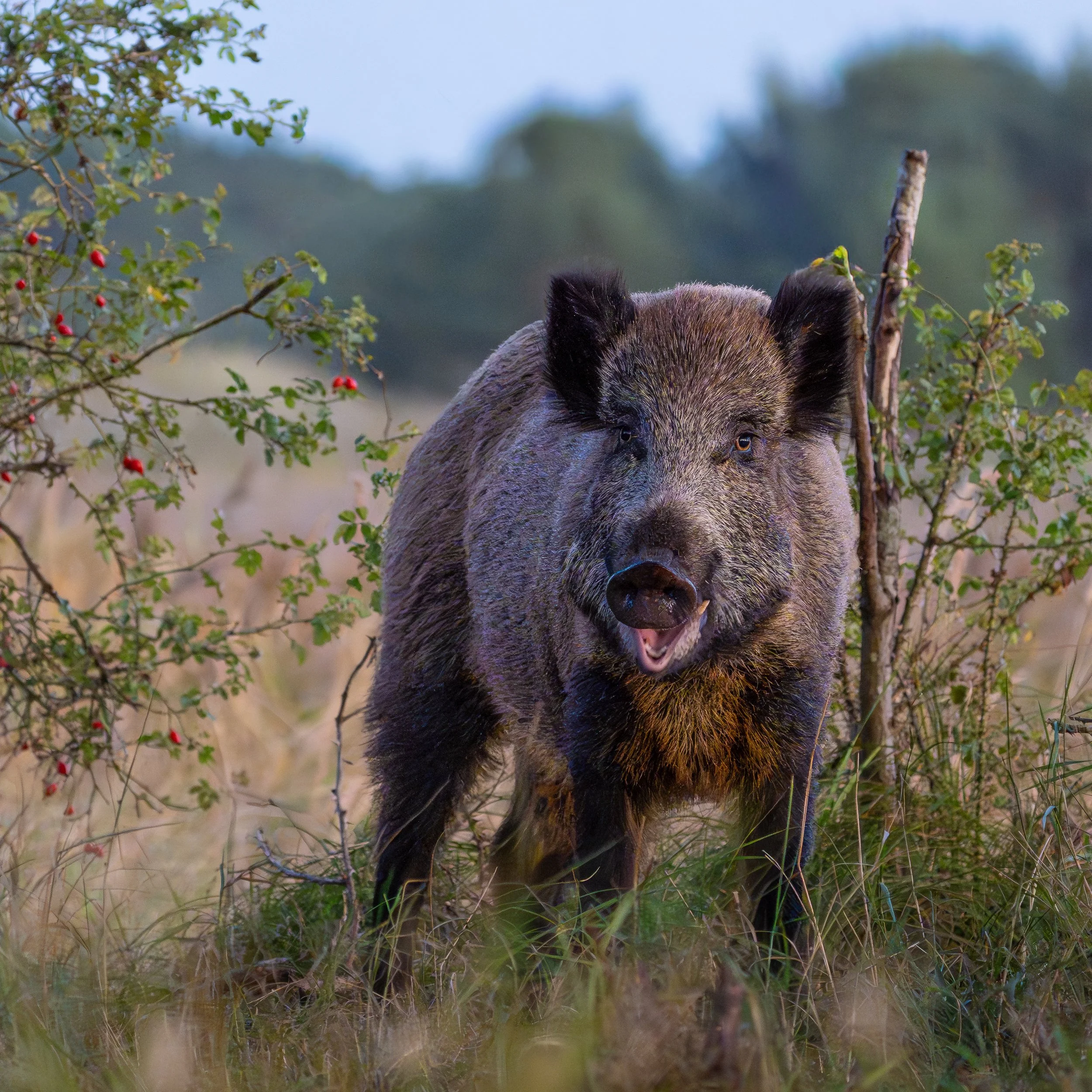 Wildschwein-3.jpg