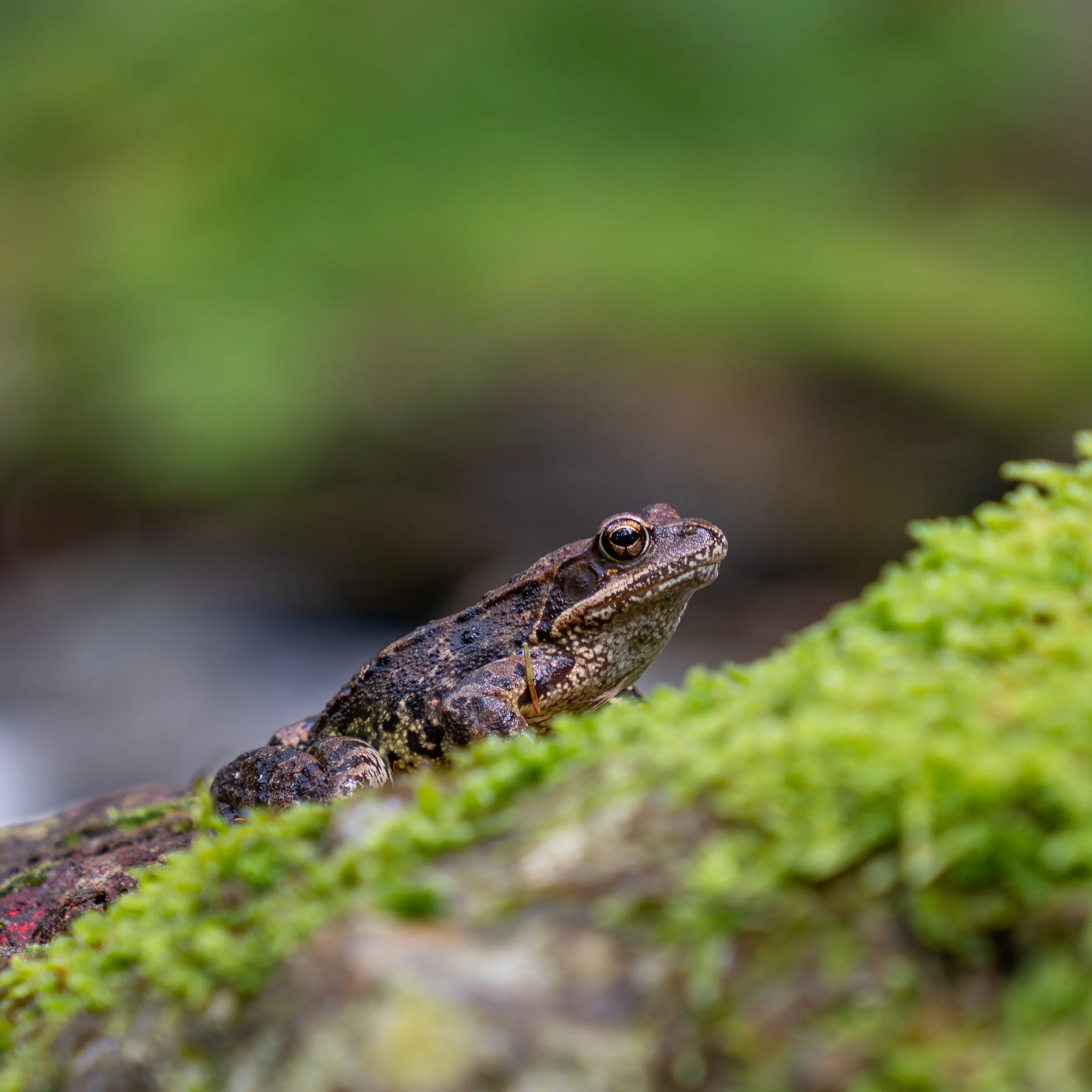 Grasfrosch-5.jpg