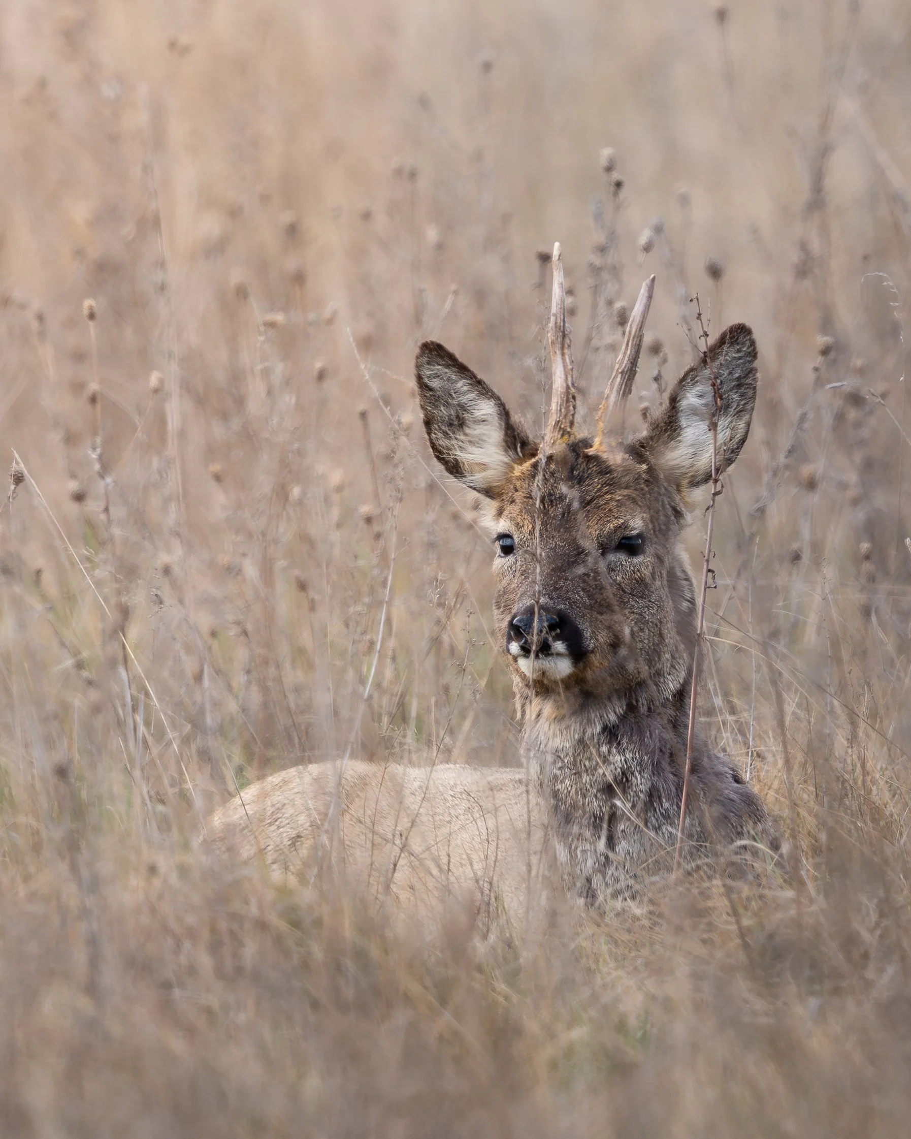 Reh-1.jpg