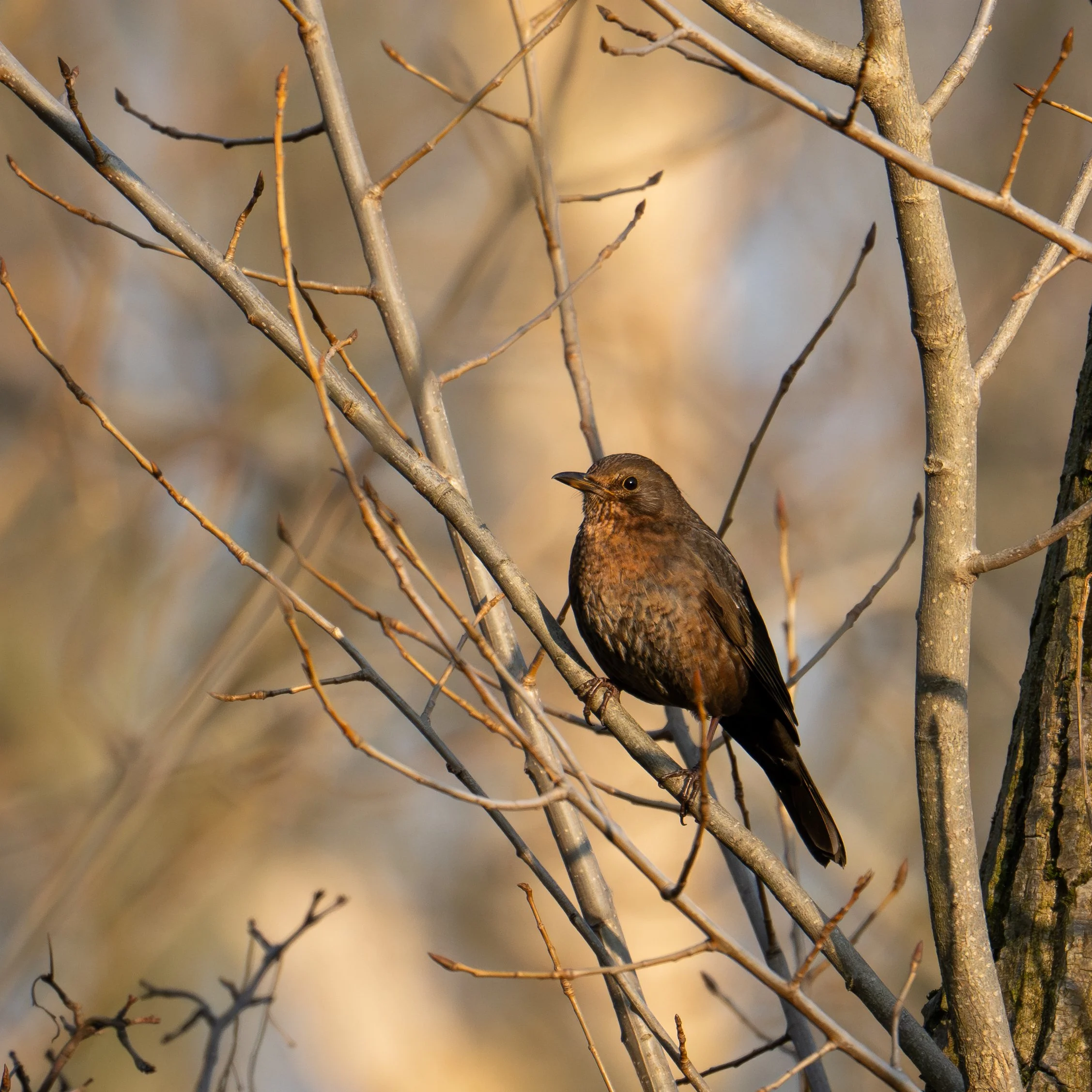 Amsel-1.jpg