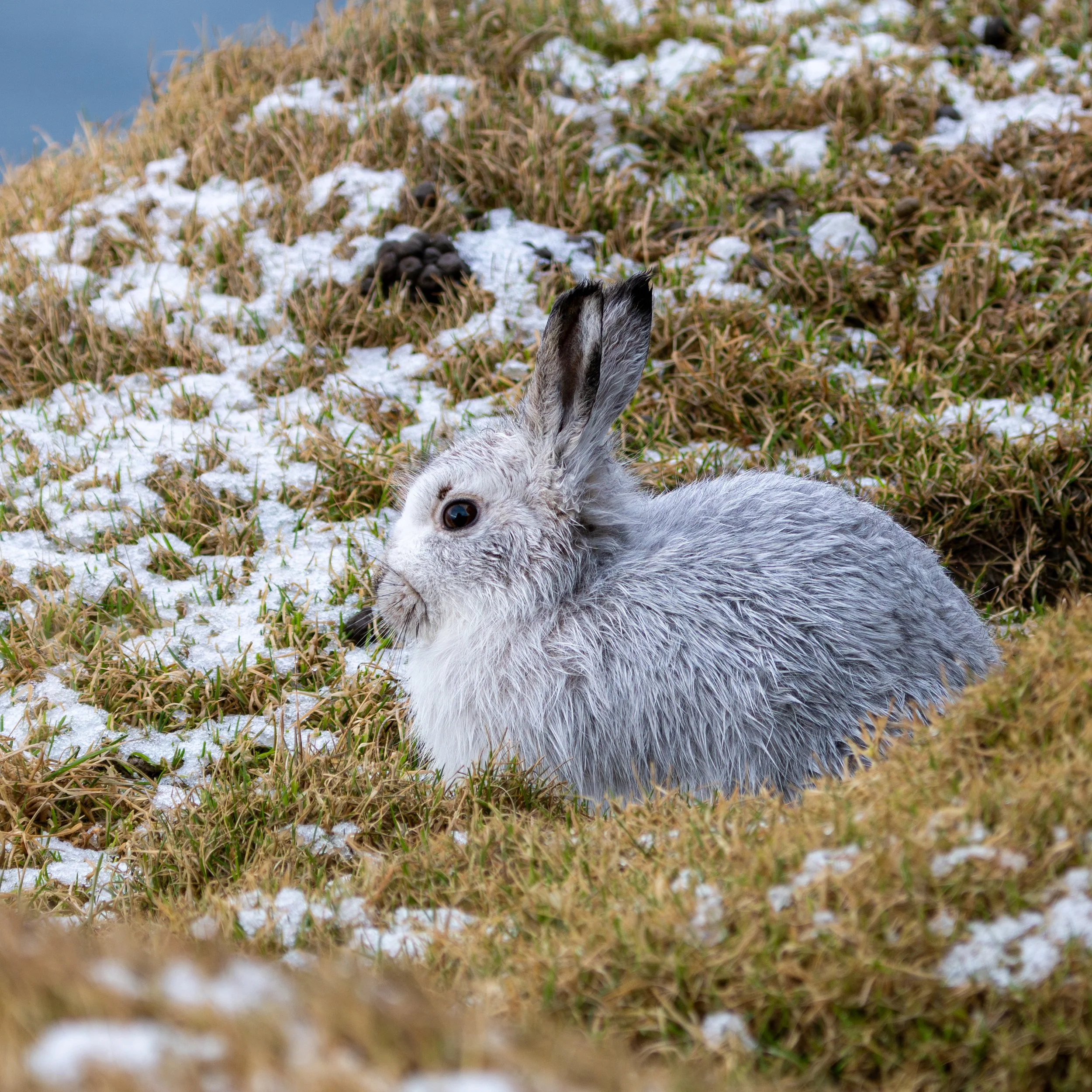 Schneehase-2.jpg