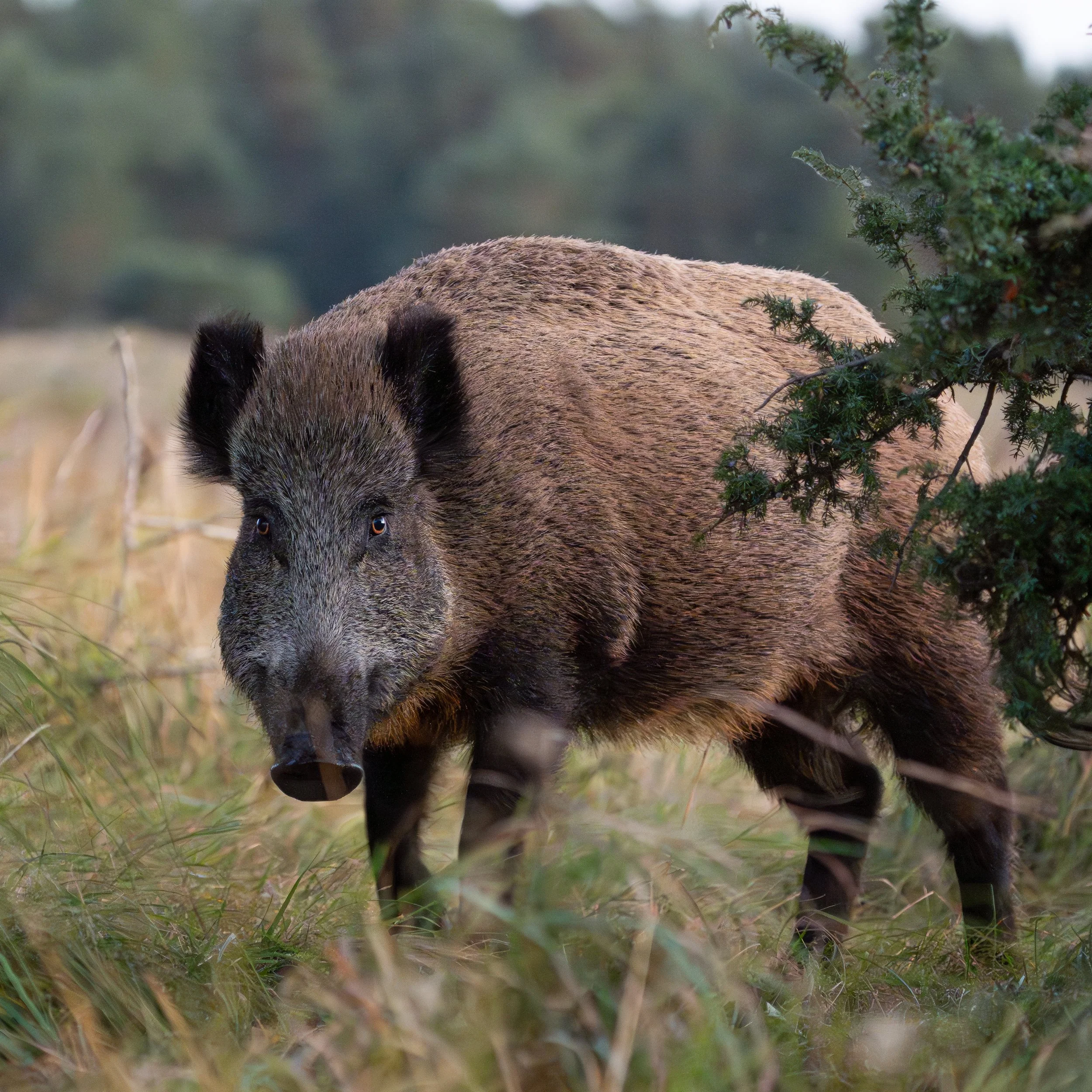 Wildschwein-2.jpg
