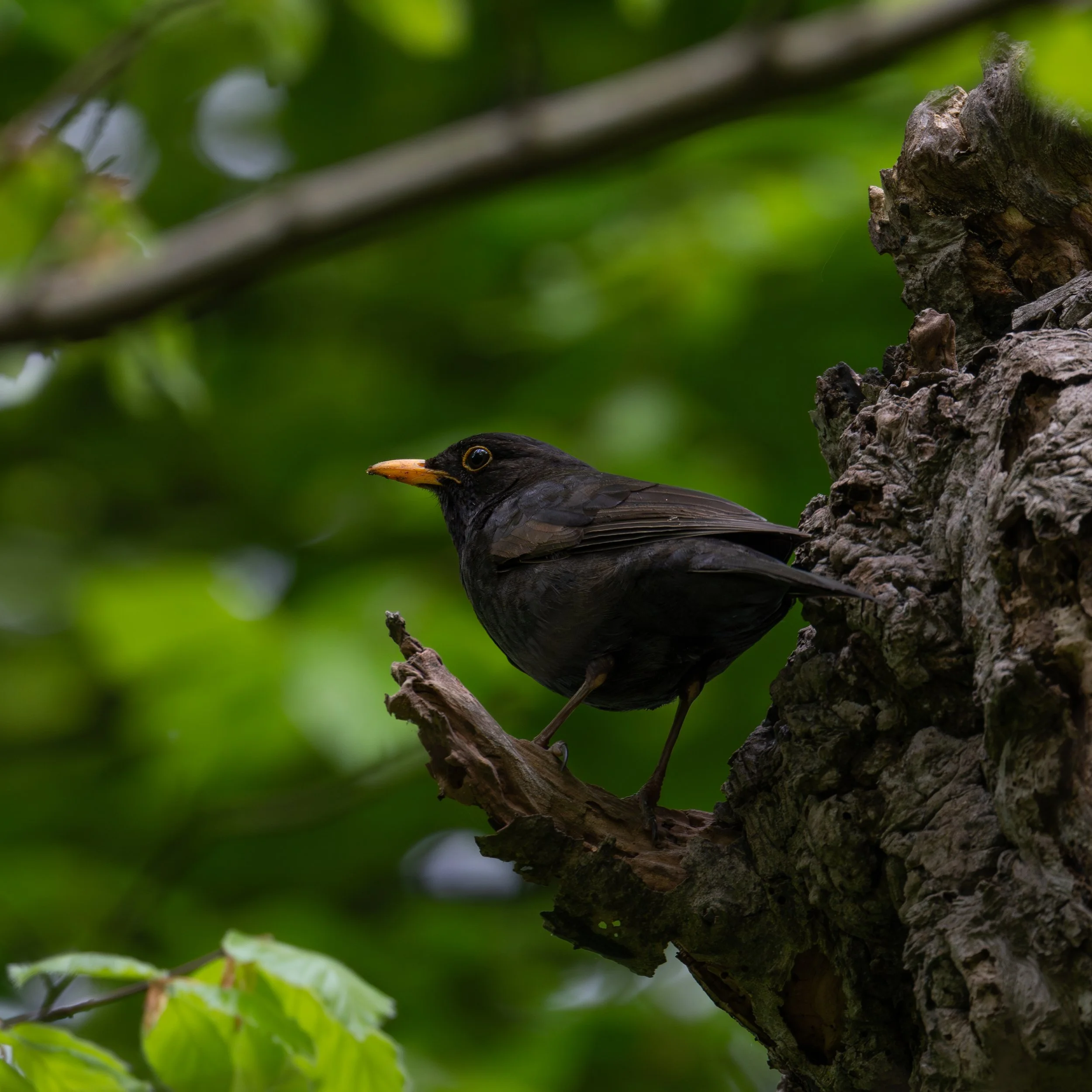 Amsel-1.jpg